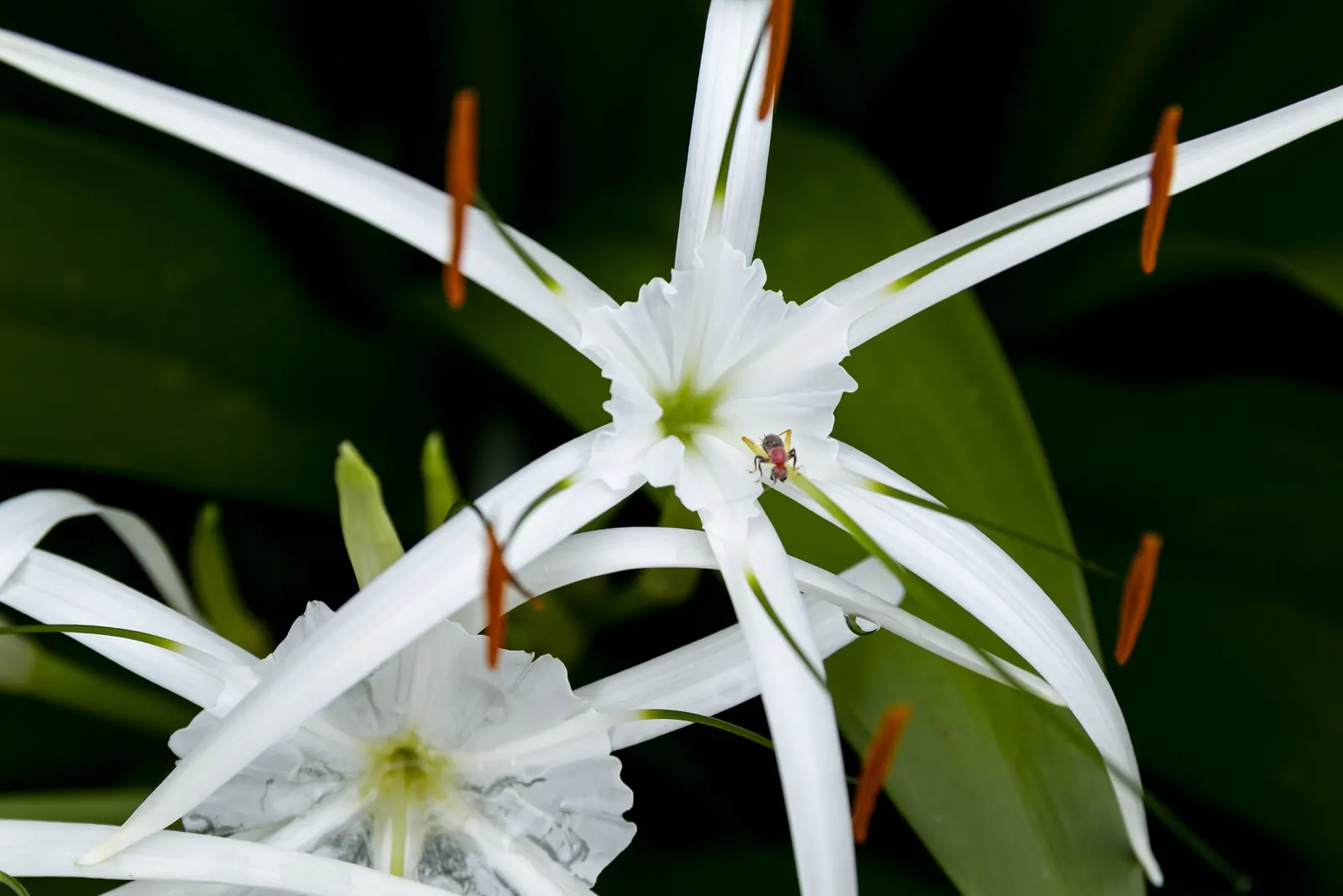 Spider Lily (Lycoris Radiata) — For visual impact, group them in clusters of 5 to 7 bulbs spaced approximately 8 to 10 inches apart; their flowers, image 163
