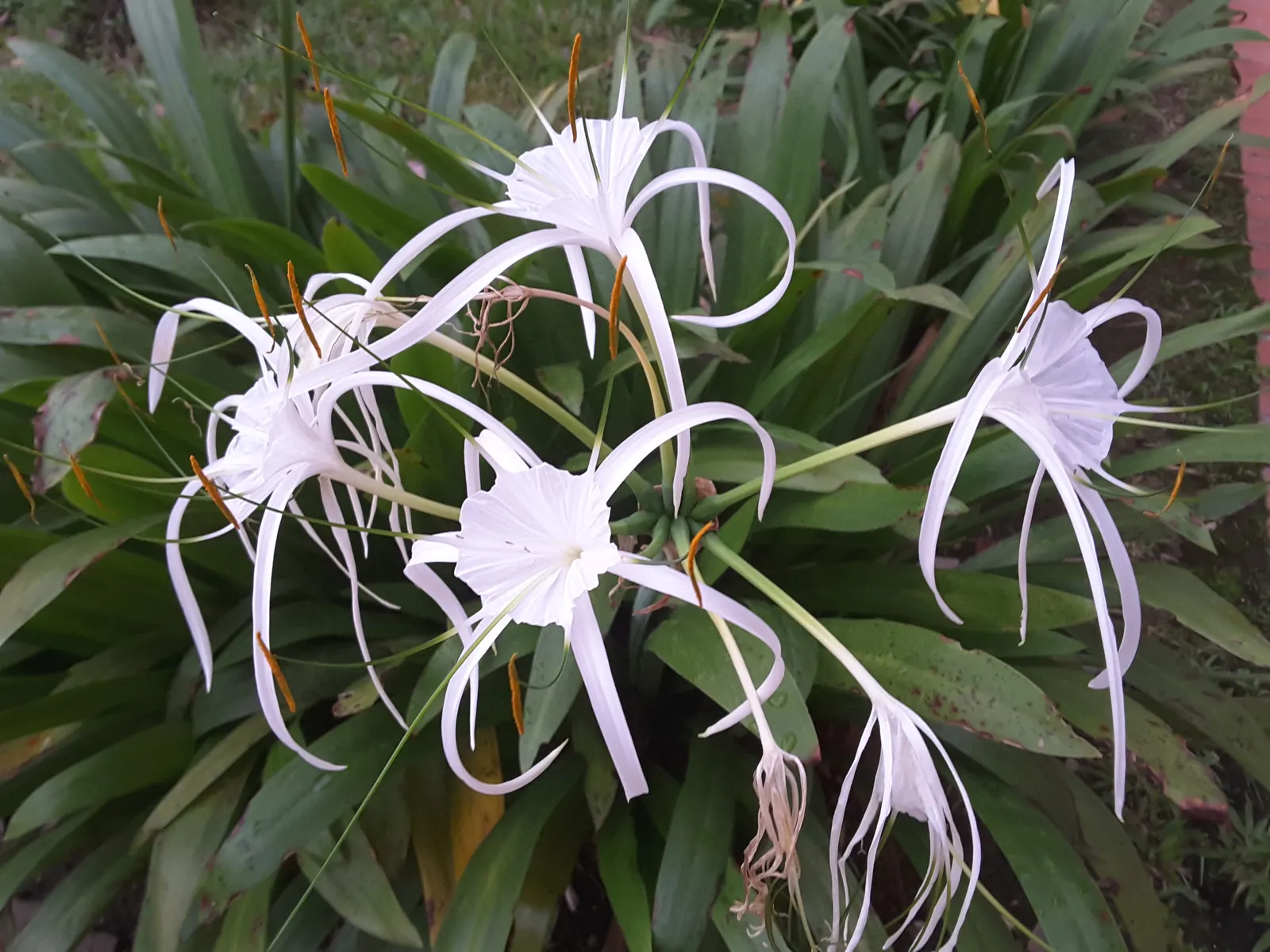 Spider Lily (Lycoris Radiata) — Plant bulbs 5-6 inches deep and 6-8 inches apart; reaching 1-2 feet in height, it's ideal for borders, image 201