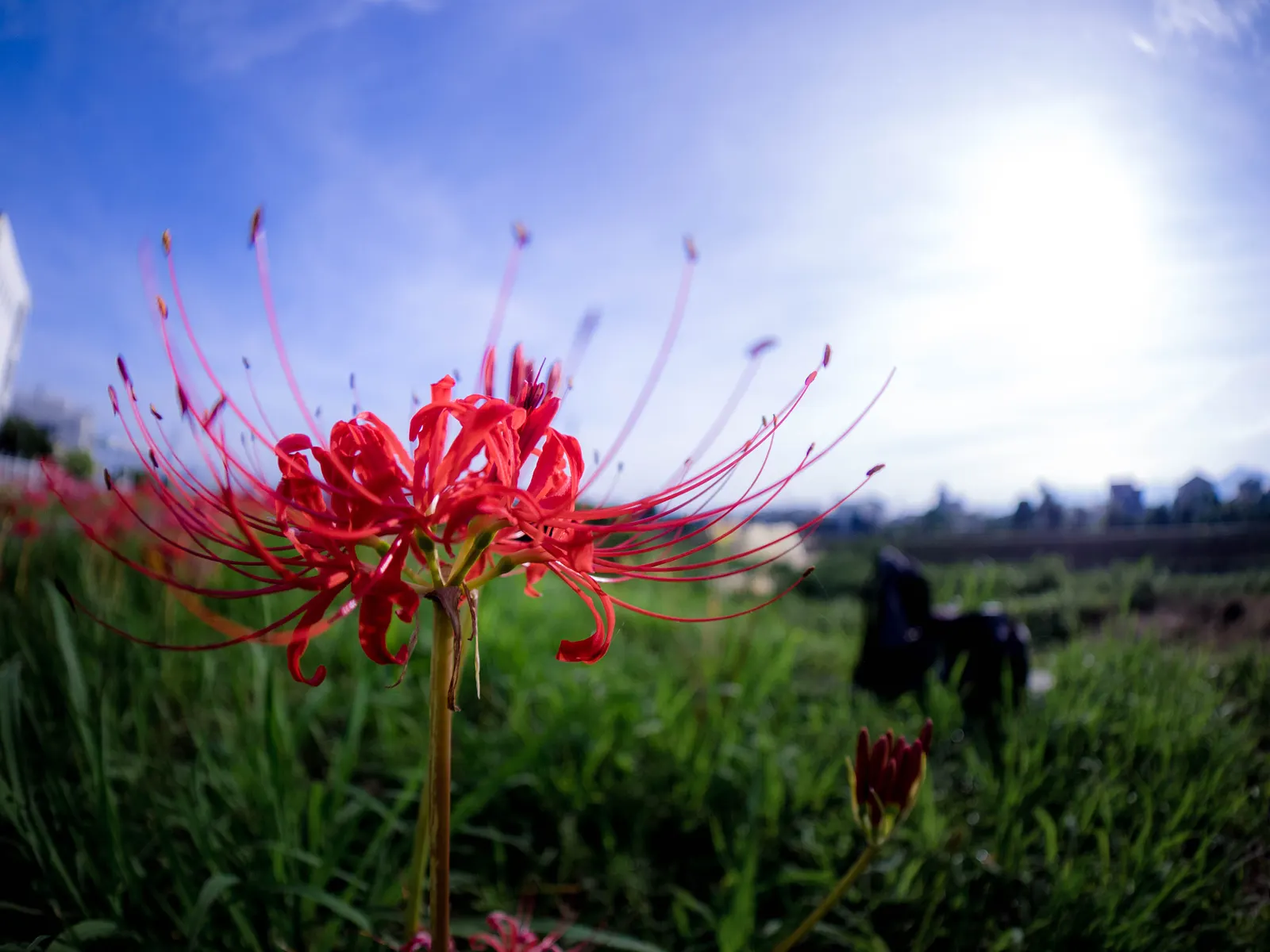 Spider Lily (Lycoris Radiata) — bulb for full or half or shade; ensuring a dramatic autumnal display in residential or commercial, image 224