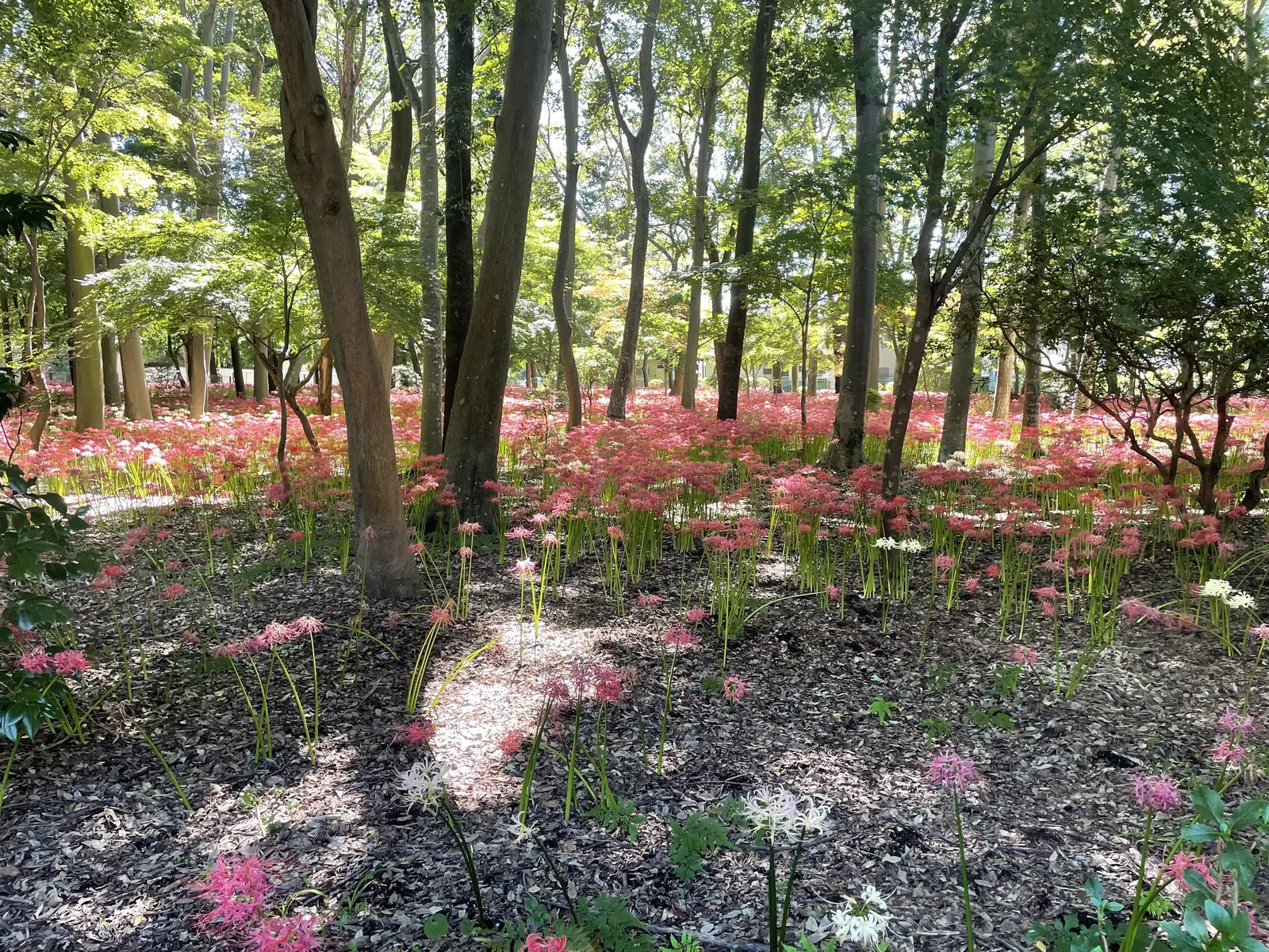 Spider Lily (Lycoris Radiata) — Blooms are deer-resistant, attracting onlookers but deterring wildlife; their flowers are vibrant red with narrow, image 203