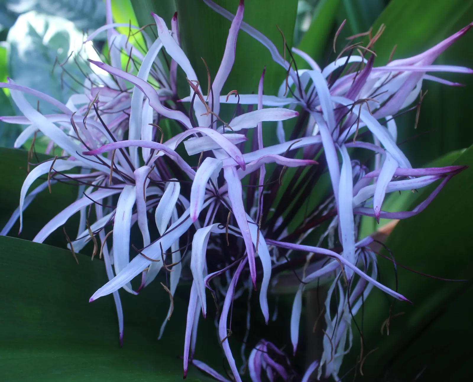 Spider Lily (Lycoris Radiata) — It thrives in USDA zones 6-10, prefers partial shade, and well-draining soil; their flowers are vibrant red with, image 59