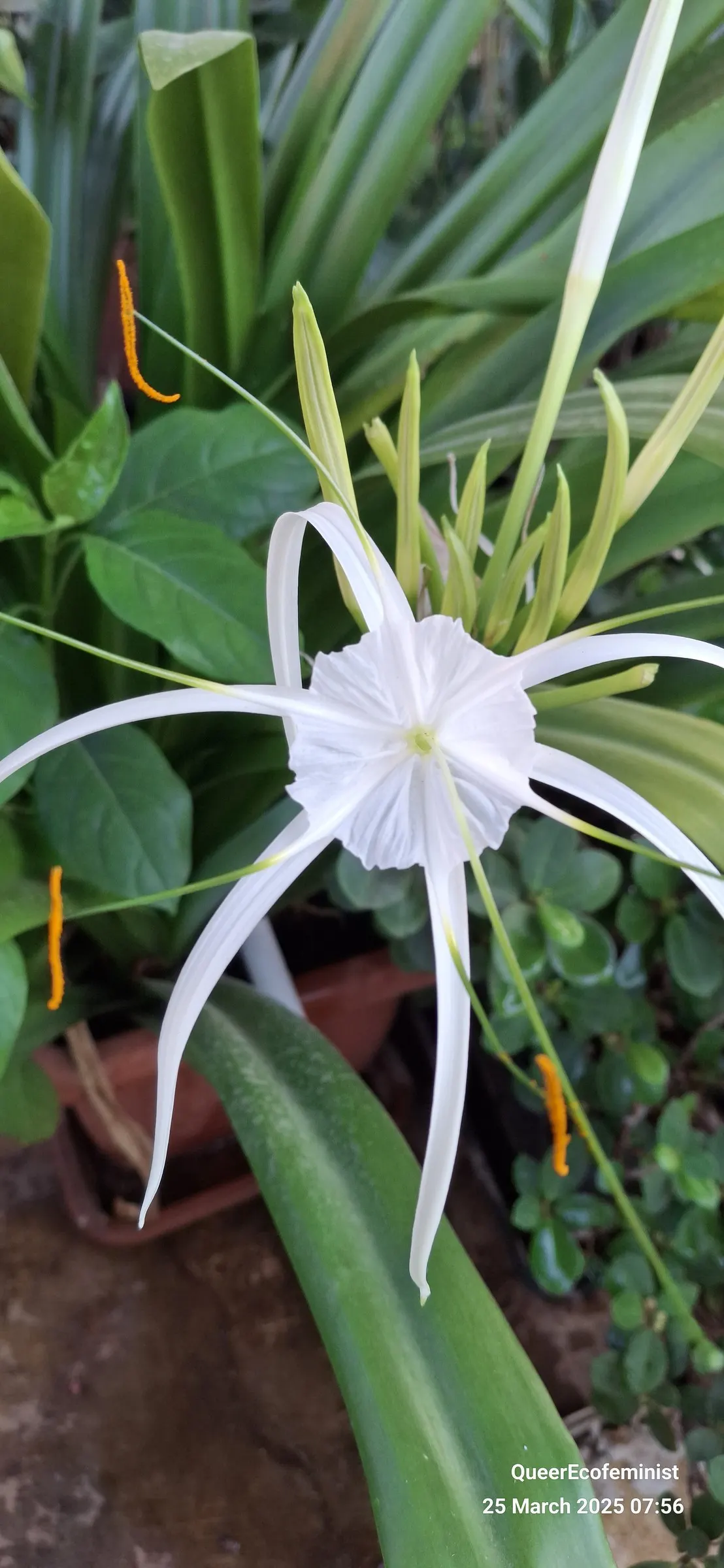 Spider Lily (Lycoris Radiata) — bulb for full or half or shade; ensuring a dramatic autumnal display in residential or commercial, image 112