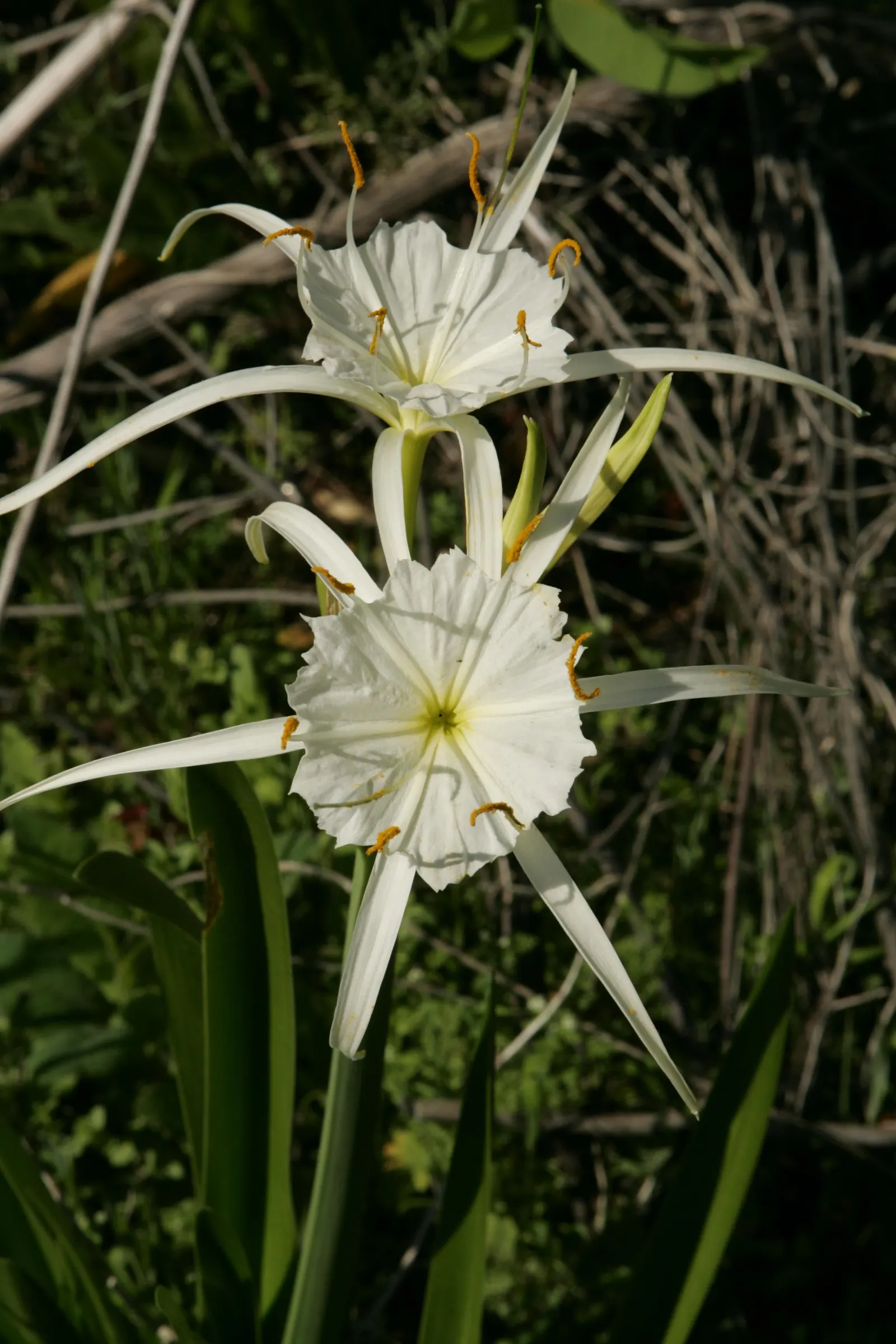 Spider Lily (Lycoris Radiata) — making them an excellent choice for xeriscaping or areas with low rainfall; ensuring a dramatic autumnal display in, image 212