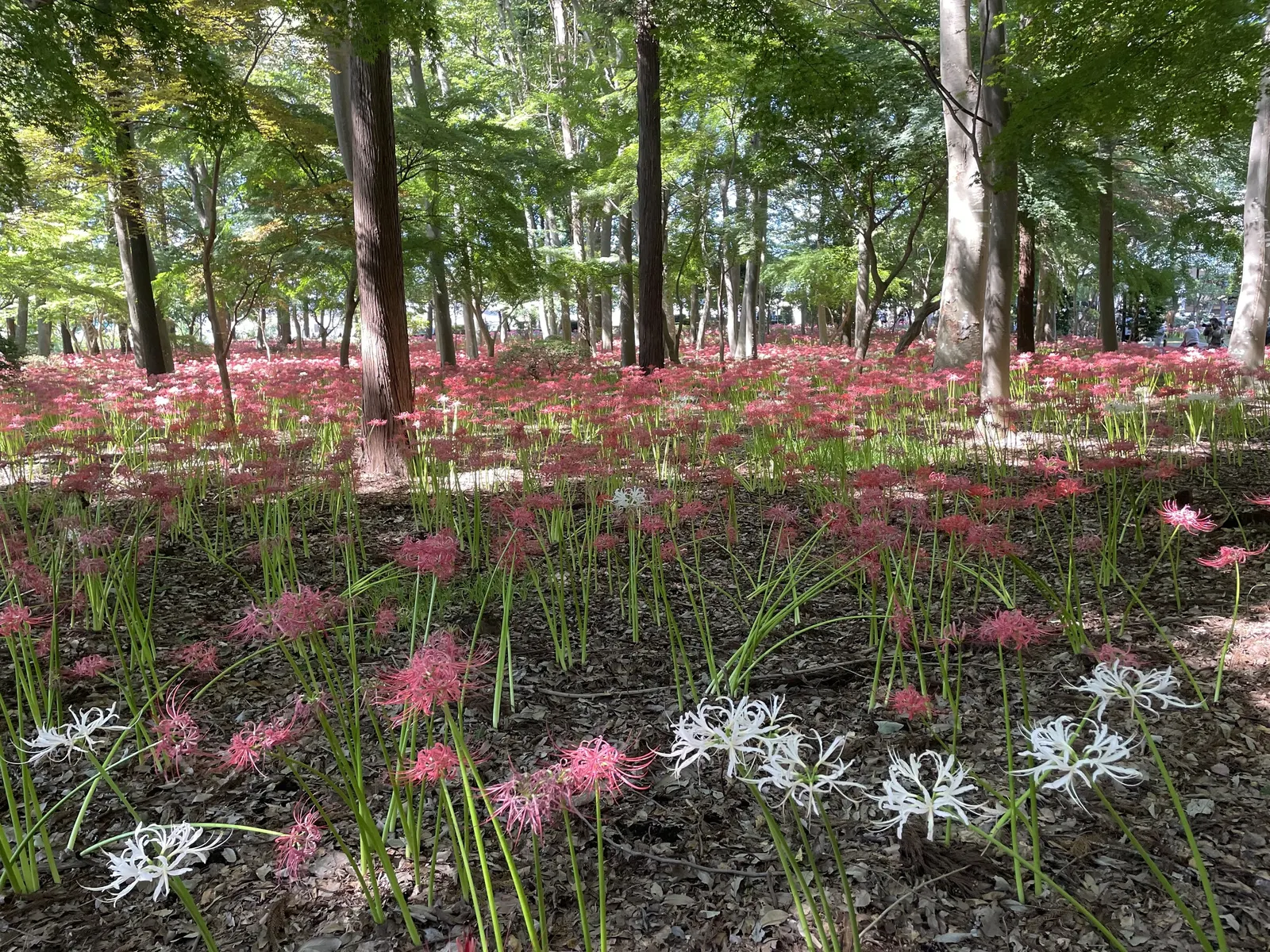 Spider Lily (Lycoris Radiata) — which emerge in late summer to early fall; their flowers are vibrant red with narrow, image 95