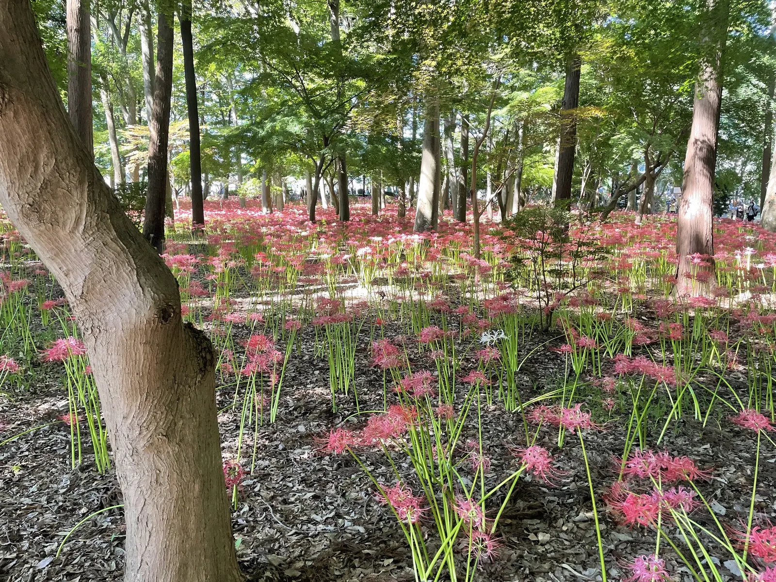 Spider Lily (Lycoris Radiata) — is a striking fall-blooming perennial; reaching 1-2 feet in height, it's ideal for borders, image 141