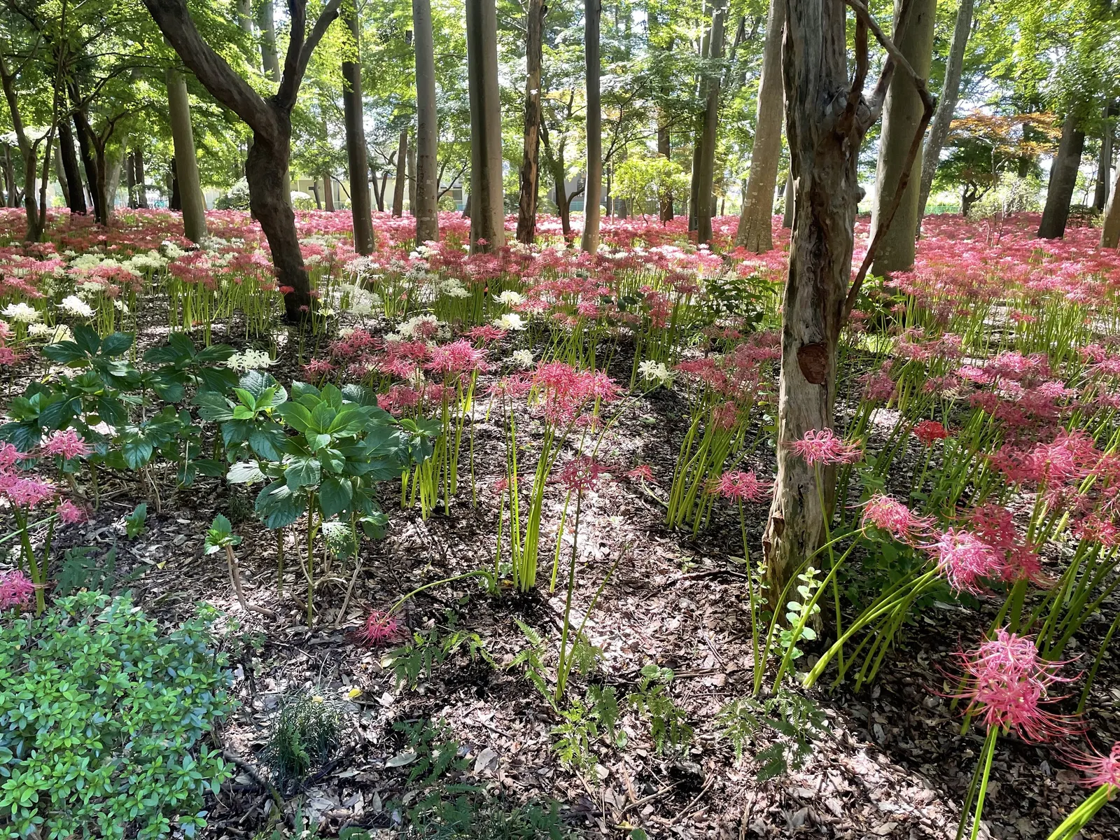 Spider Lily (Lycoris Radiata) — elongated petals that reflex back; their flowers are vibrant red with narrow, image 103