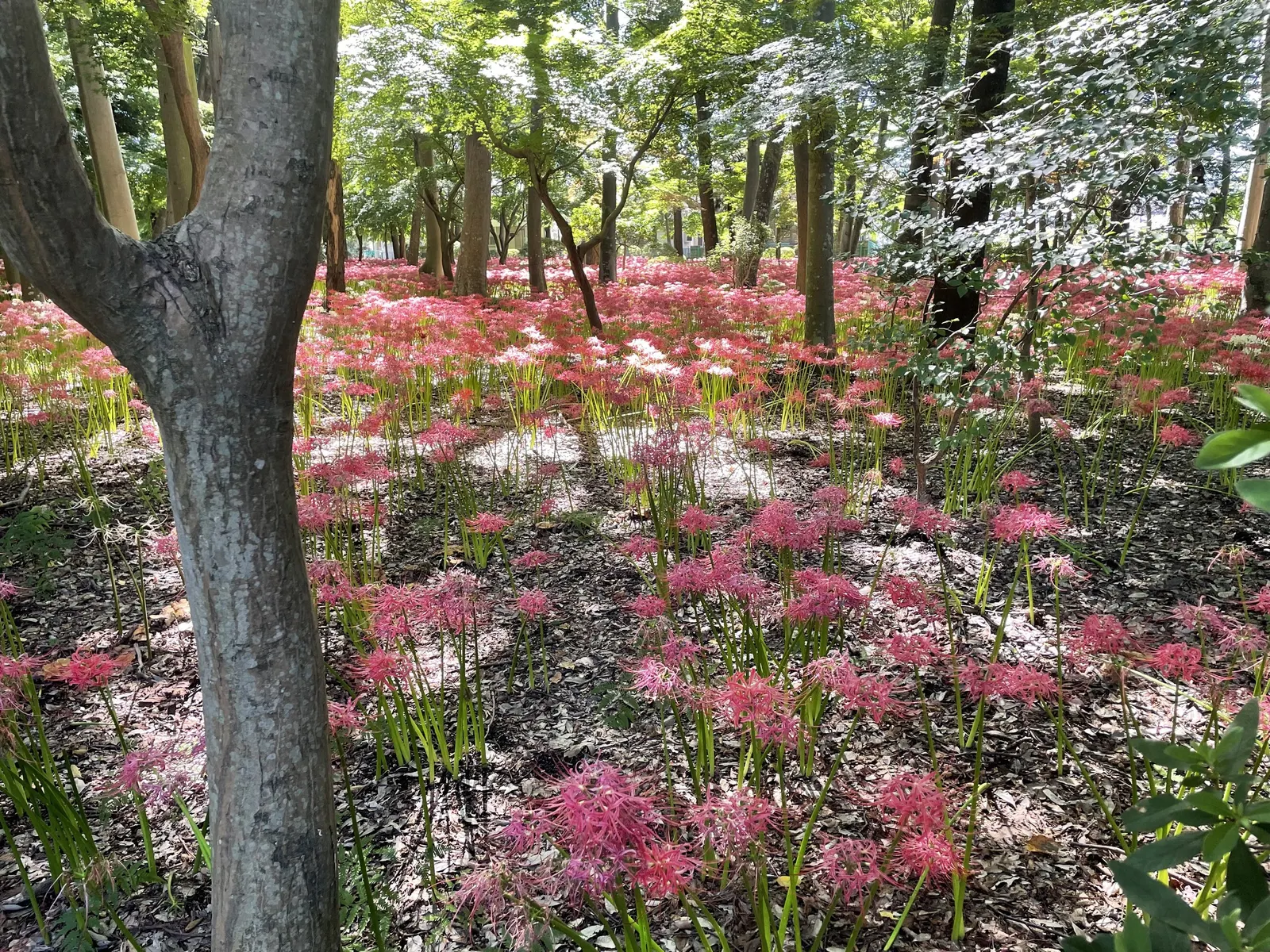 Spider Lily (Lycoris Radiata) — These plants prefer well-drained soil and are relatively drought tolerant once established; their flowers are, image 183