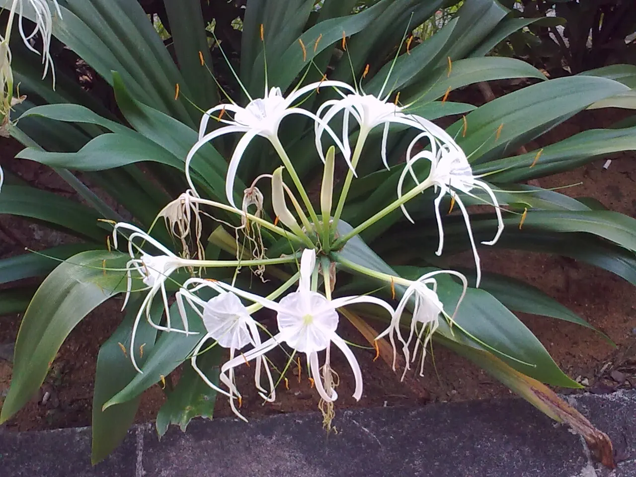 Spider Lily (Lycoris Radiata) — Note: all parts are toxic if ingested; handle with care; which emerge in late summer to early fall, image 62