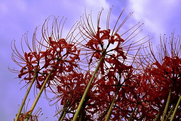 Spider Lily (Lycoris Radiata) — is a striking fall-blooming perennial; reaching 1-2 feet in height, it's ideal for borders, image 197