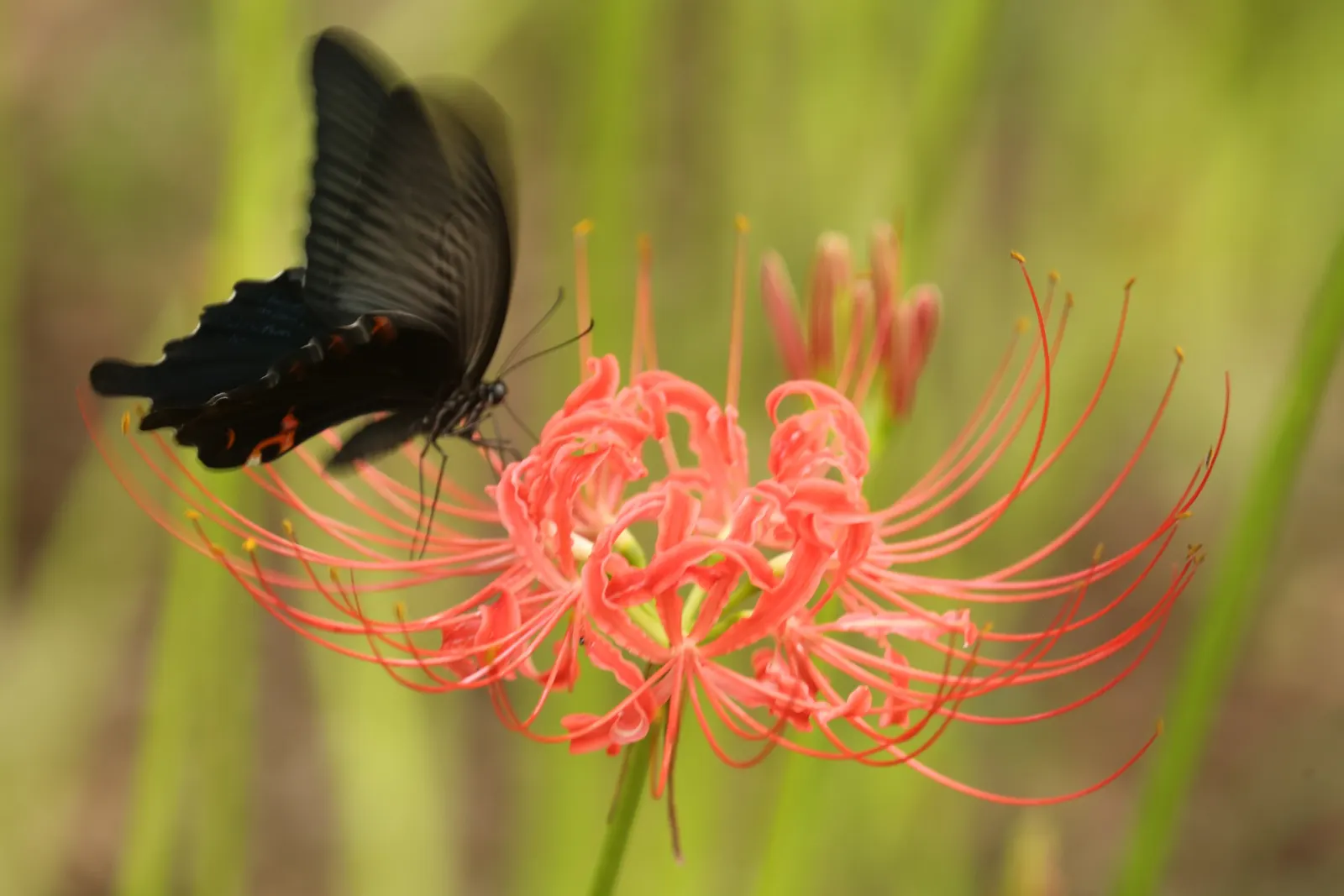 Spider Lily (Lycoris Radiata) — This adds depth and volume; ensuring a dramatic autumnal display in residential or commercial, image 108