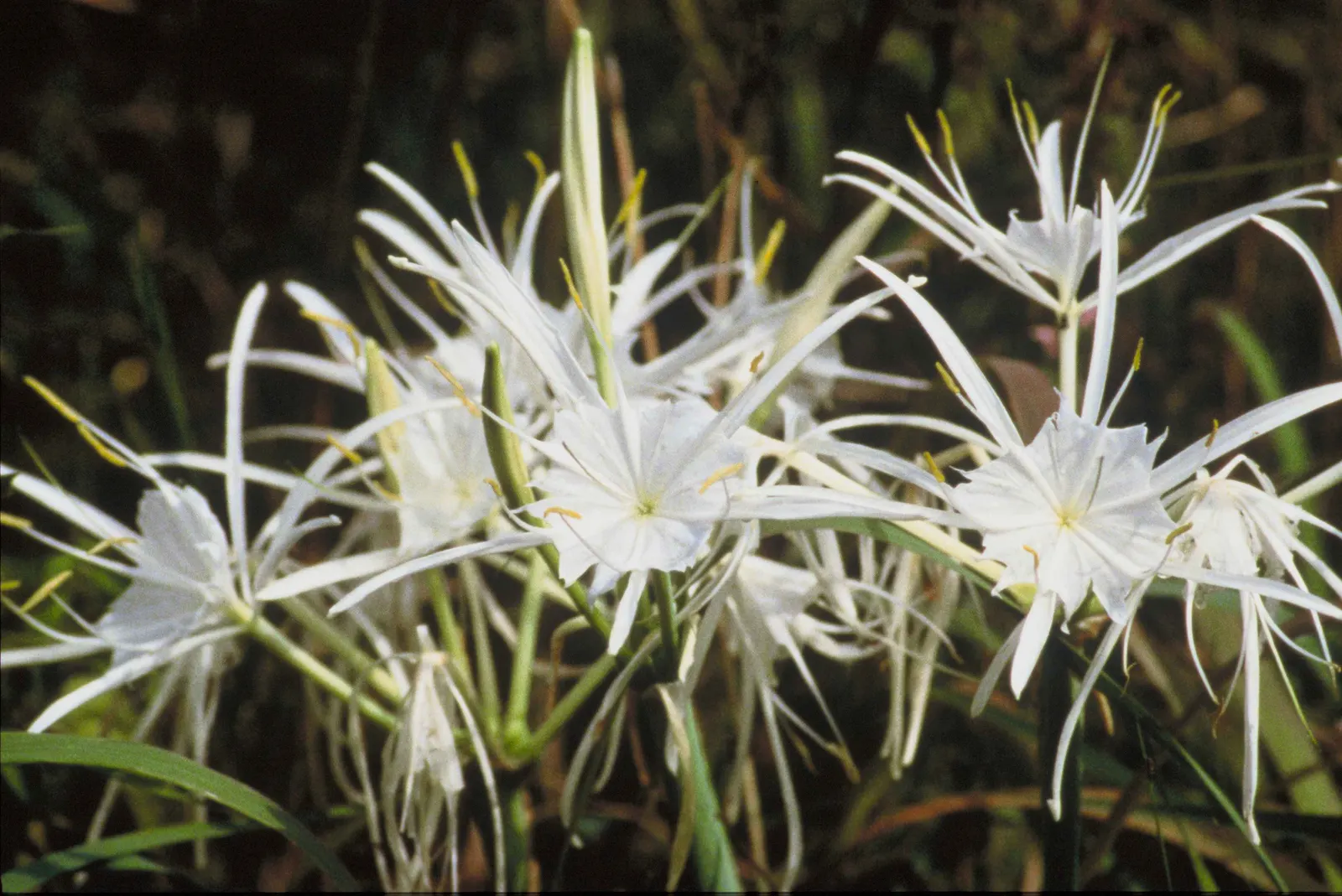 Spider Lily (Lycoris Radiata) — is an enchanting perennial bulb that adds a touch of exotic flair to any landscape; ensuring a dramatic autumnal, image 148