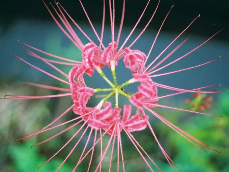 Spider Lily (Lycoris Radiata) — Note: all parts are toxic if ingested; handle with care; which emerge in late summer to early fall, image 174