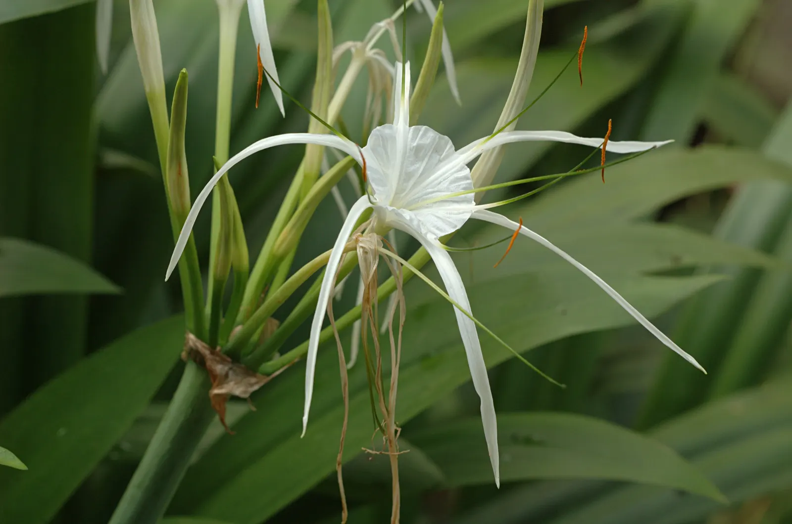 Spider Lily (Lycoris Radiata) — ensuring a dramatic autumnal display in residential or commercial landscapes.<br><br>Remember