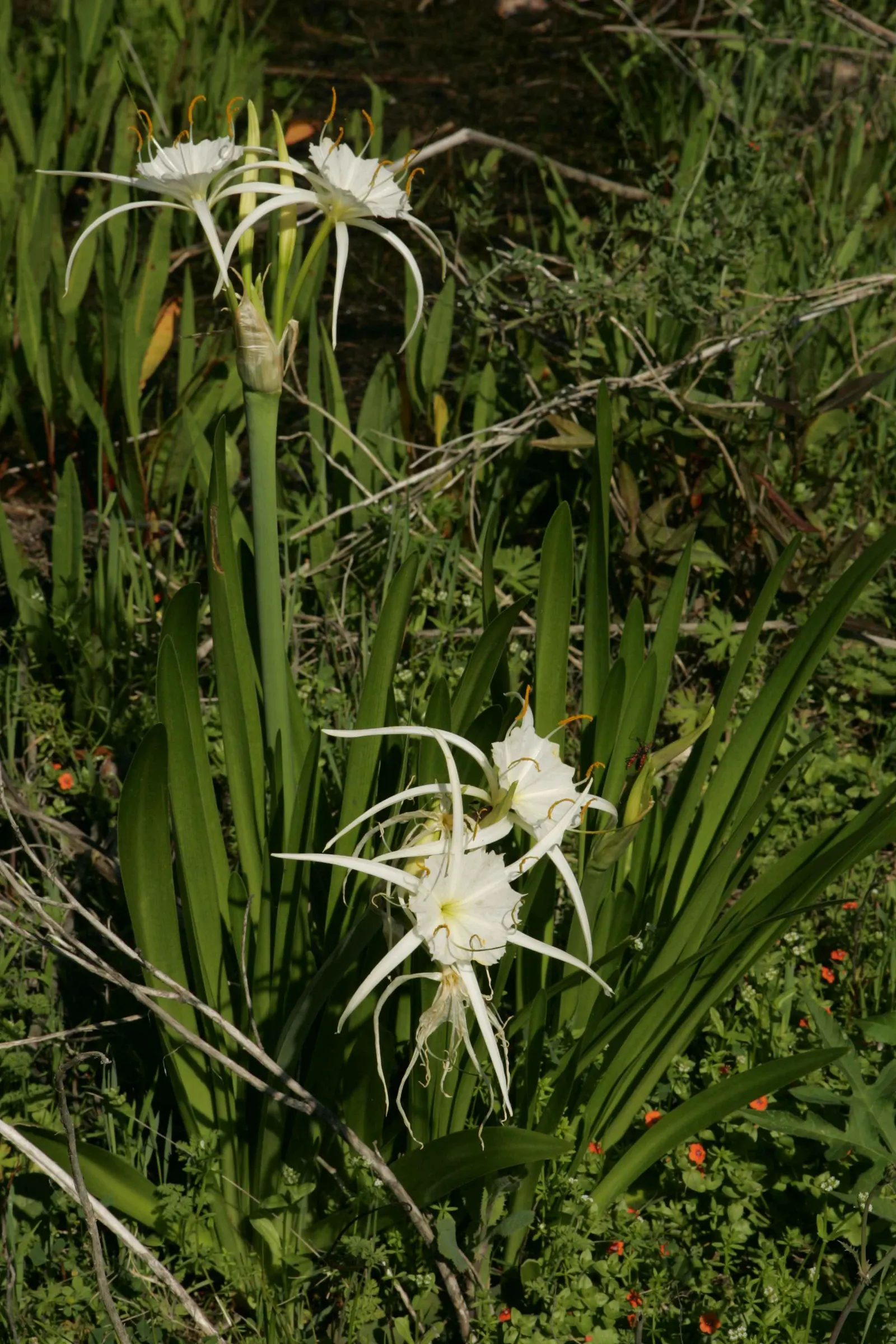 Spider Lily (Lycoris Radiata) — This adds depth and volume; ensuring a dramatic autumnal display in residential or commercial, image 164