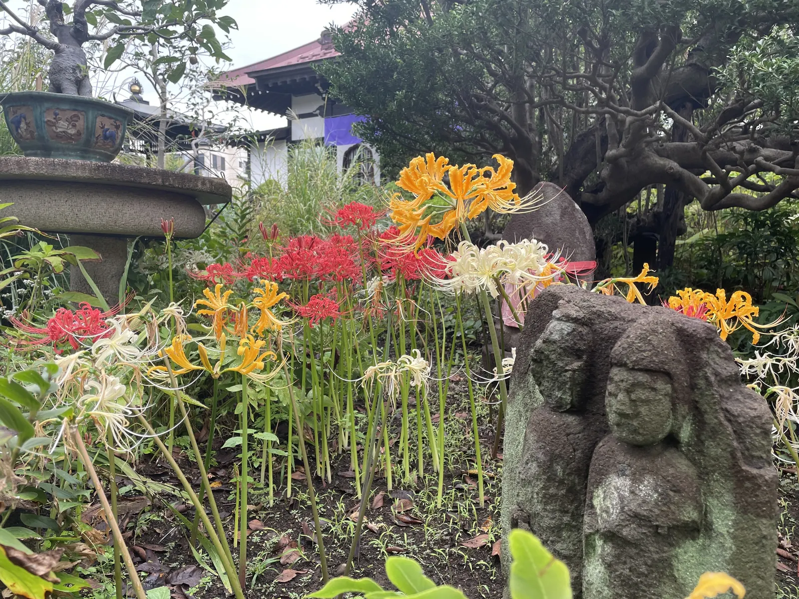 Spider Lily (Lycoris Radiata) — ensuring they receive at least 4-6 hours of sunlight daily; which emerge in late summer to early fall, image 154