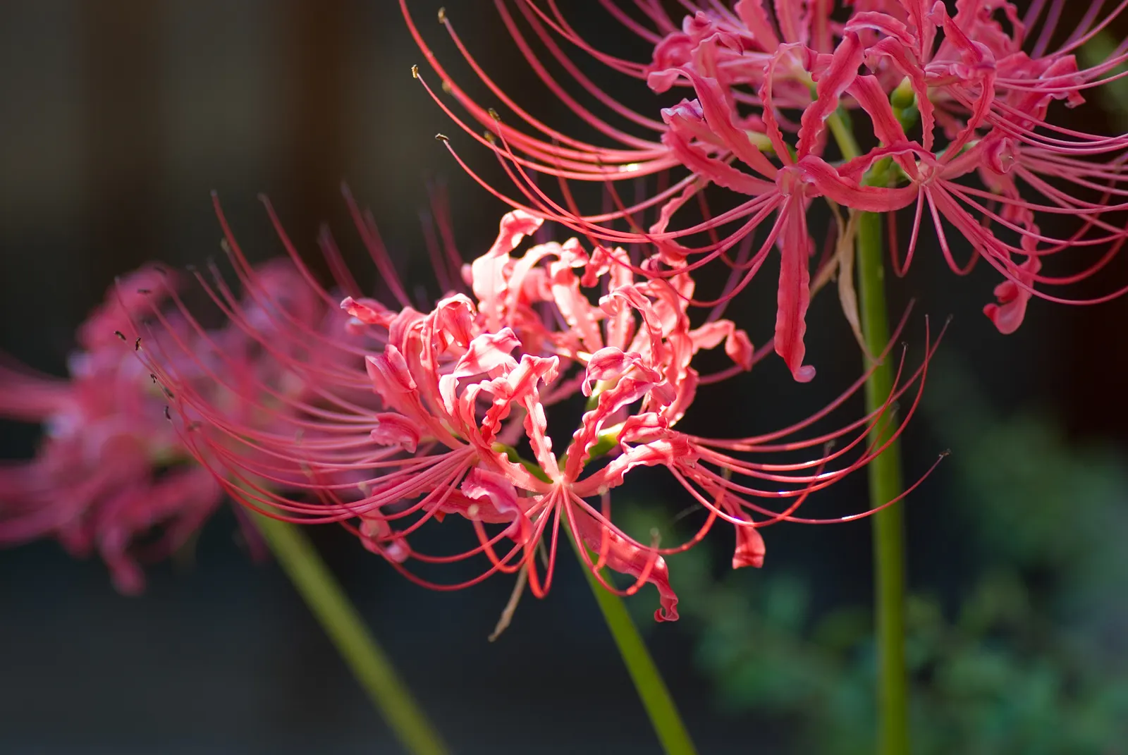 Spider Lily (Lycoris Radiata) — be mindful of their placement in gardens where pets or small children play