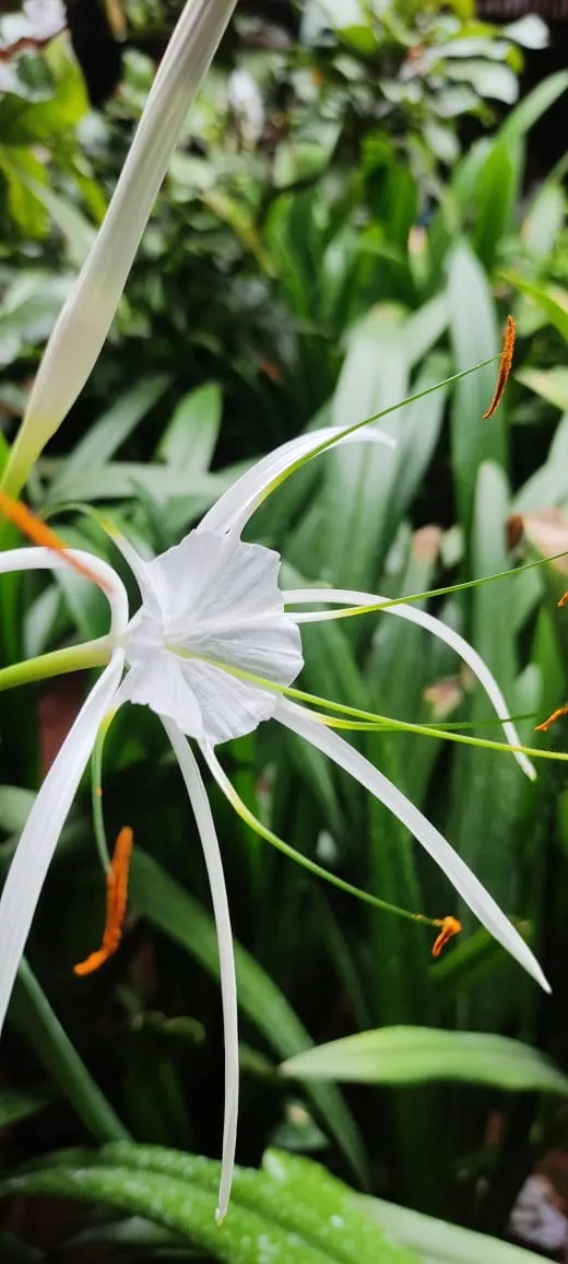 Spider Lily (Lycoris Radiata) — Note: all parts are toxic if ingested; handle with care; which emerge in late summer to early fall, image 202
