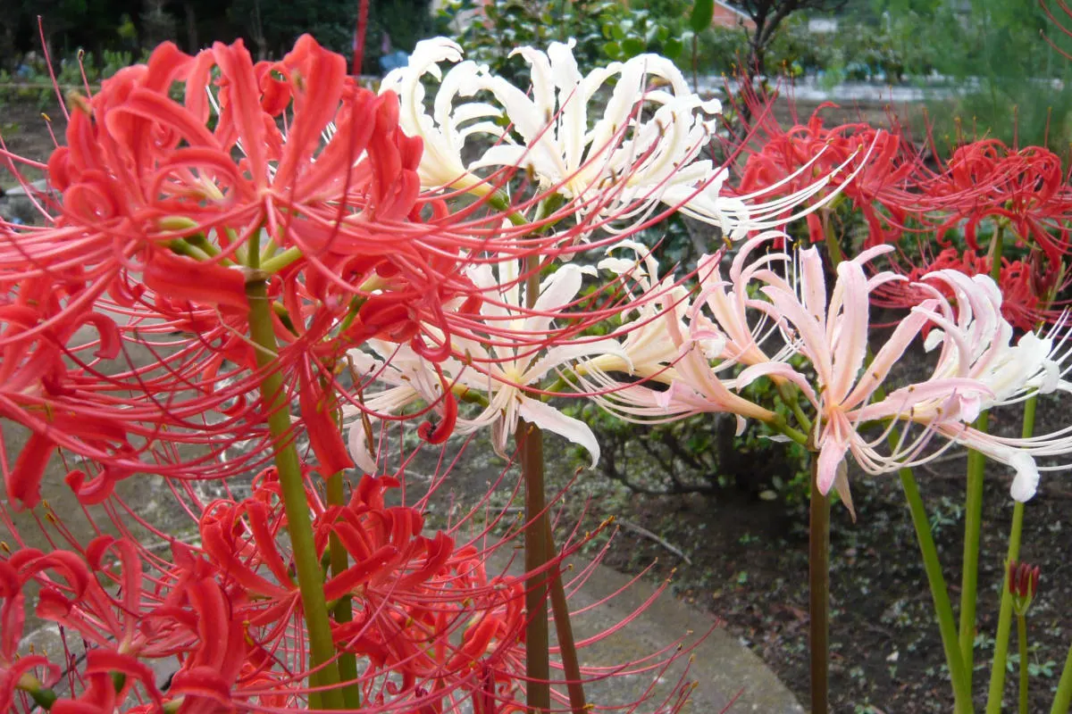 Spider Lily (Lycoris Radiata) — Their flowers are vibrant red with narrow; which emerge in late summer to early fall, image 130