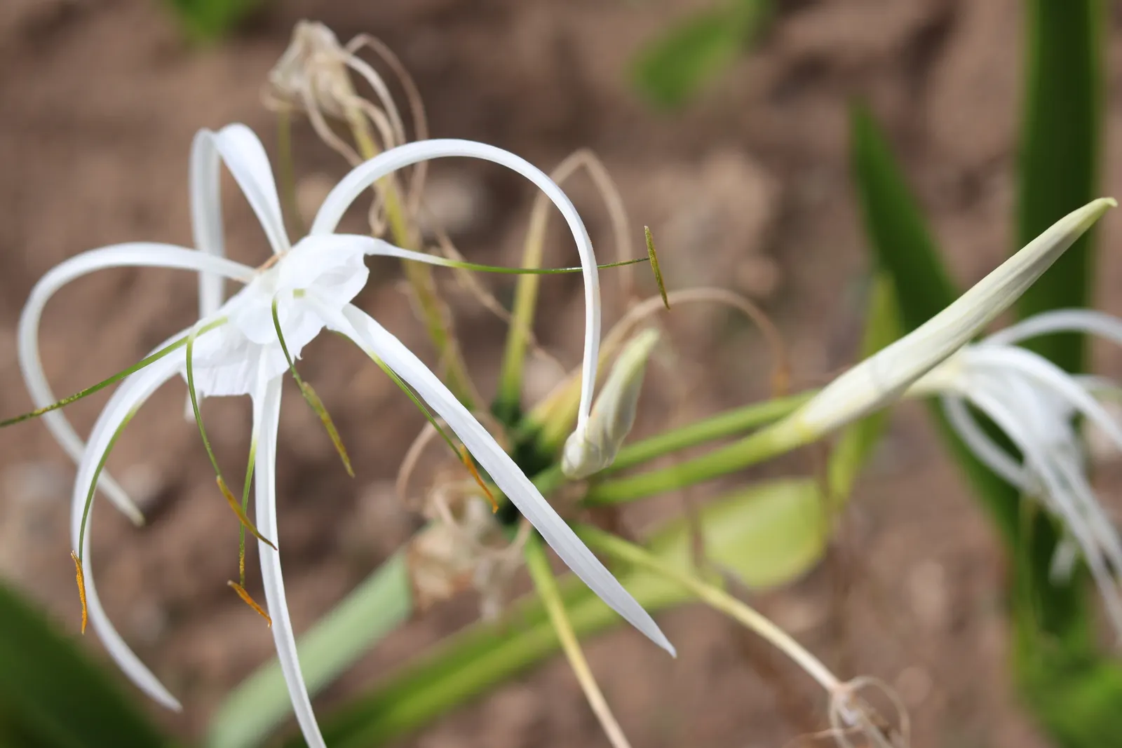 Spider Lily (Lycoris Radiata) — making them an excellent choice for xeriscaping or areas with low rainfall; ensuring a dramatic autumnal display in residential