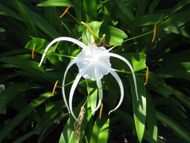 Spider Lily (Lycoris Radiata) — Blooms are deer-resistant, attracting onlookers but deterring wildlife