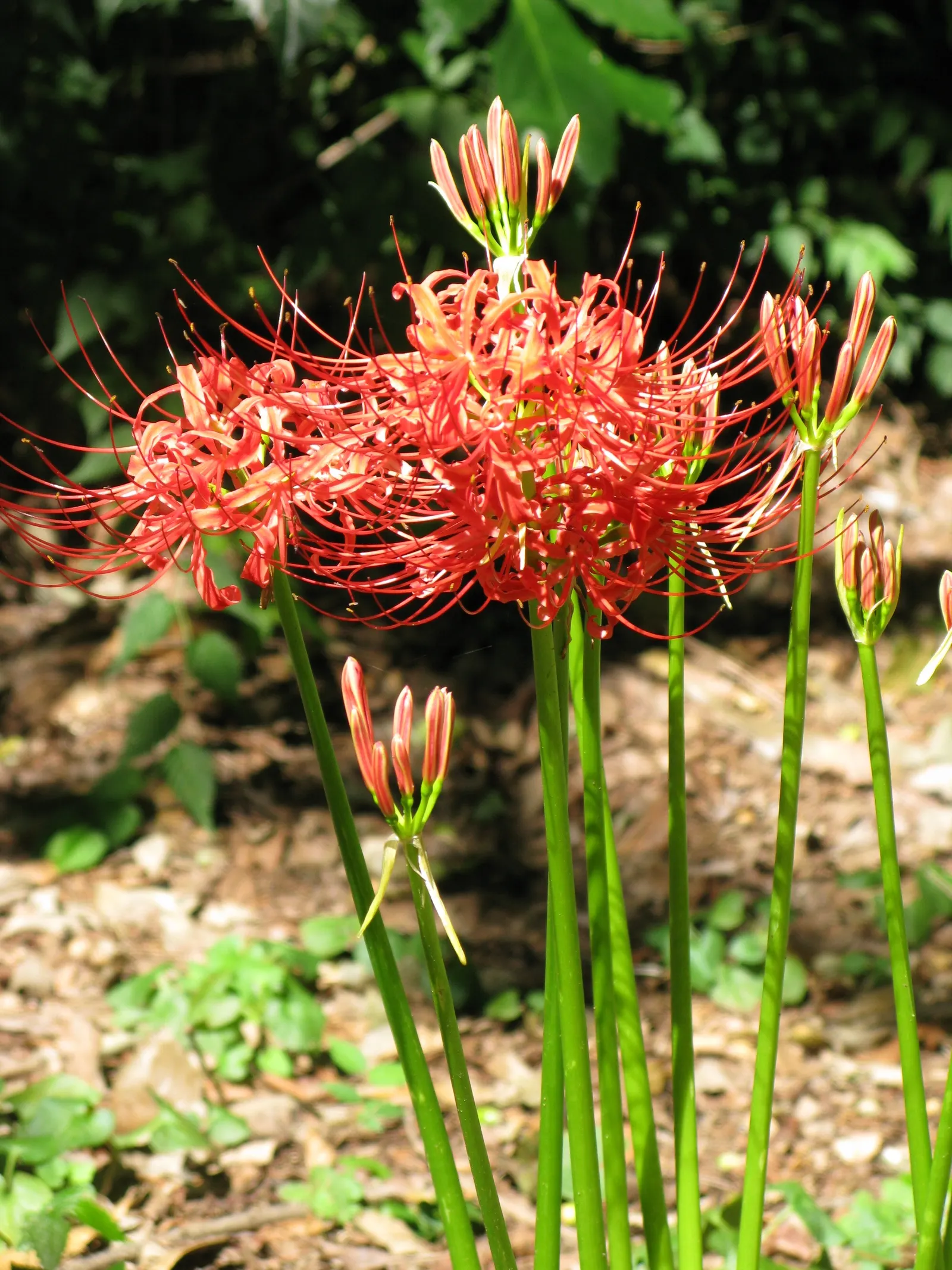 Spider Lily (Lycoris Radiata) — ensuring a dramatic autumnal display in residential or commercial landscapes.<br><br>Remember; reaching 1-2 feet in, image 109