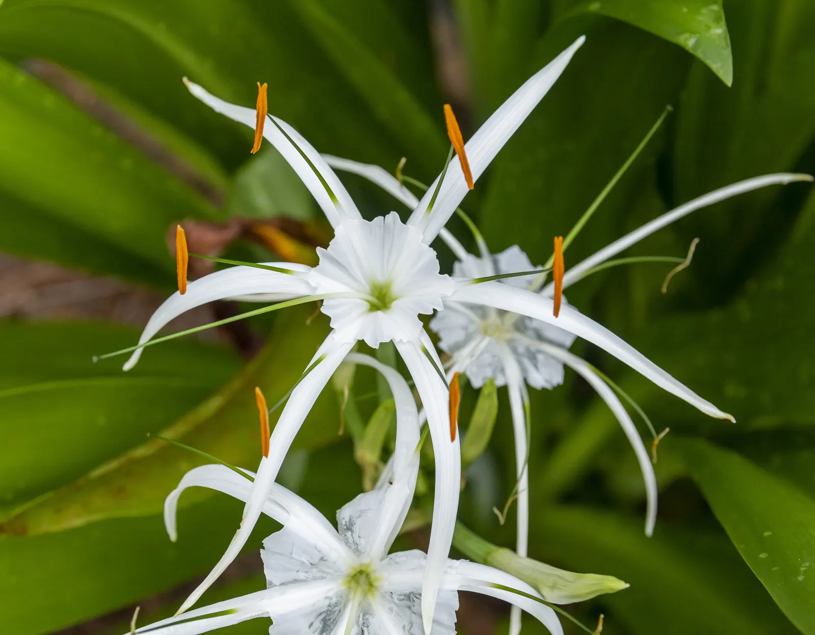 Spider Lily (Lycoris Radiata) — this plant is coveted for its unique and striking spidery blossoms; which emerge in late summer to early fall, image 94