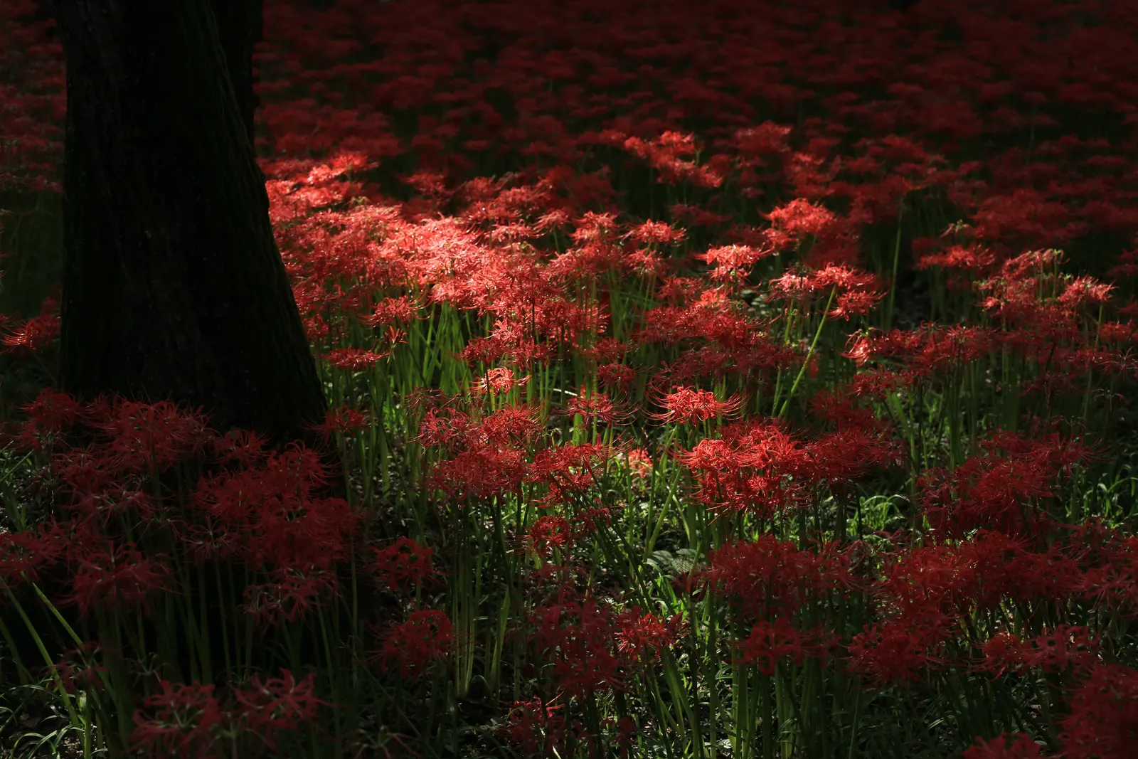 Spider Lily (Lycoris Radiata) — this plant is coveted for its unique and striking spidery blossoms; which emerge in late summer to early fall