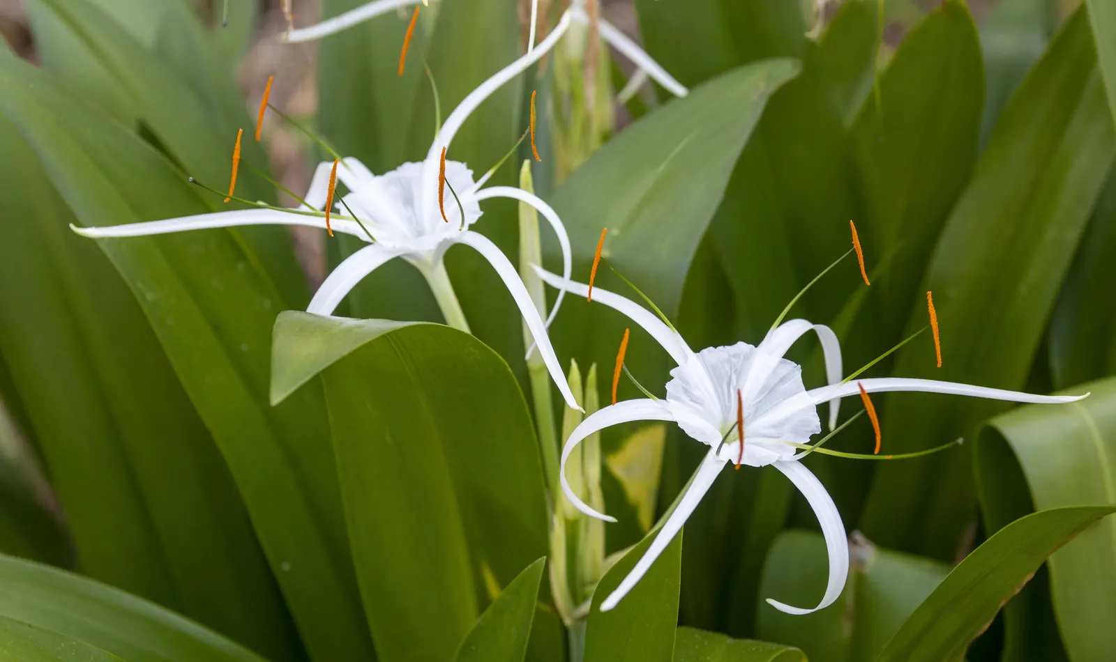 Spider Lily (Lycoris Radiata) — Their flowers are vibrant red with narrow; which emerge in late summer to early fall, image 102