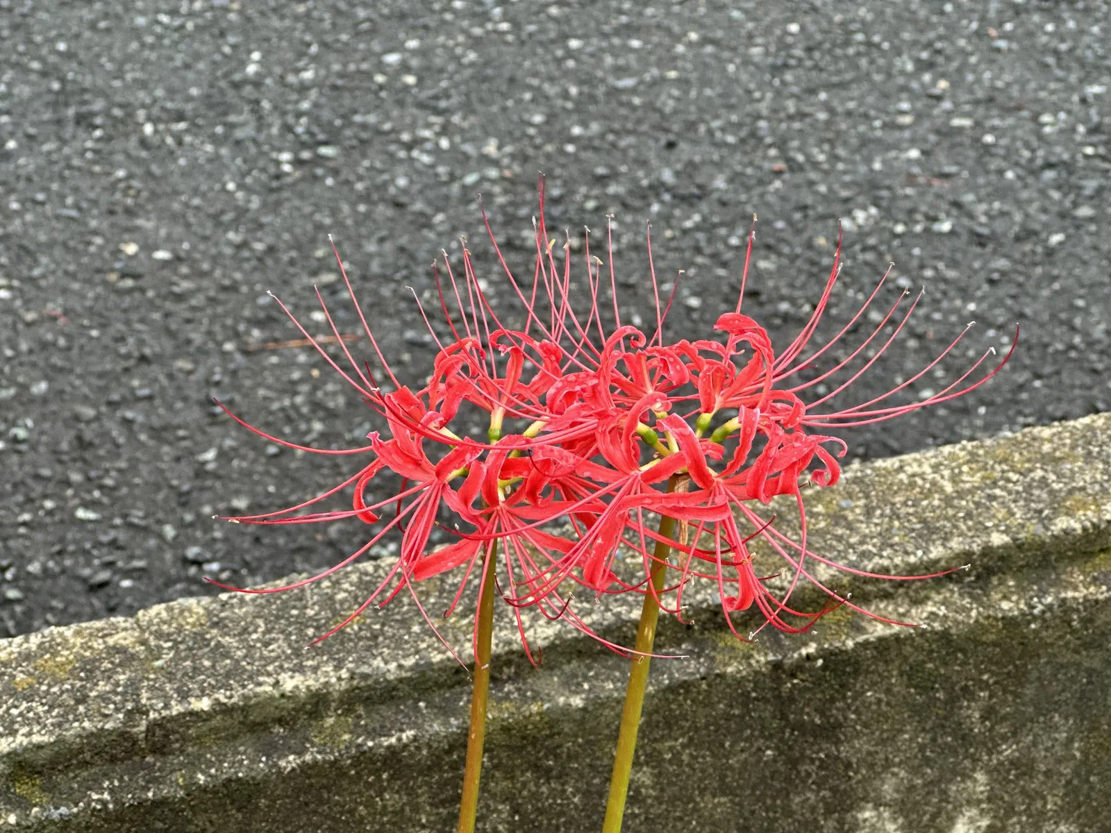 Spider Lily (Lycoris Radiata) — It thrives in USDA zones 6-10, prefers partial shade, and well-draining soil