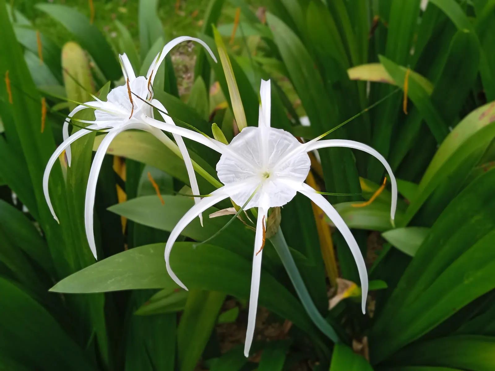 Spider Lily (Lycoris Radiata) — elongated petals that reflex back; their flowers are vibrant red with narrow, image 131