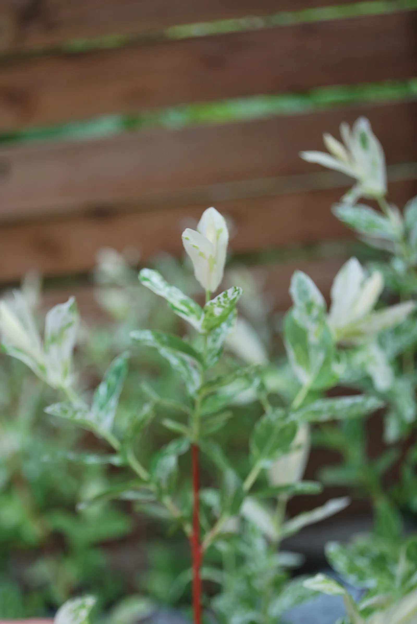 Dappled Willow (Salix Integra 'Hakuro-Nishiki') — to encourage a more vivid leaf color and control its shape; <br><br>Hardy in zones 4 to 9, Salix integra