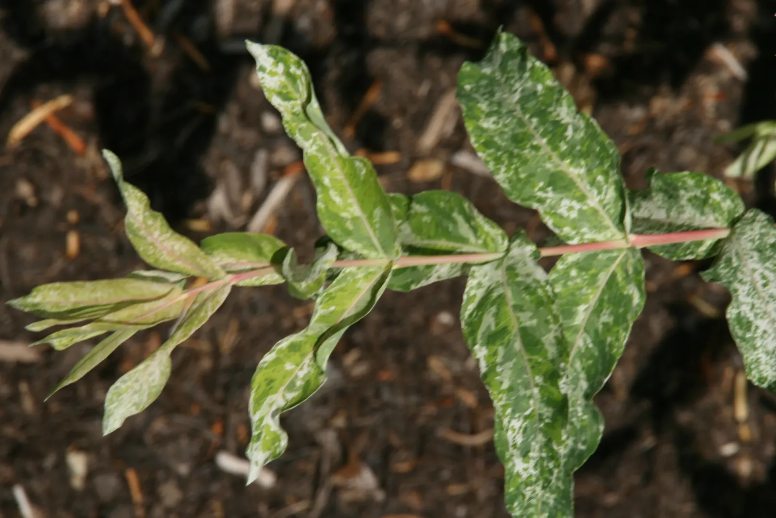 Dappled Willow (Salix Integra 'Hakuro-Nishiki') — exhibiting a moderate to fast growth rate