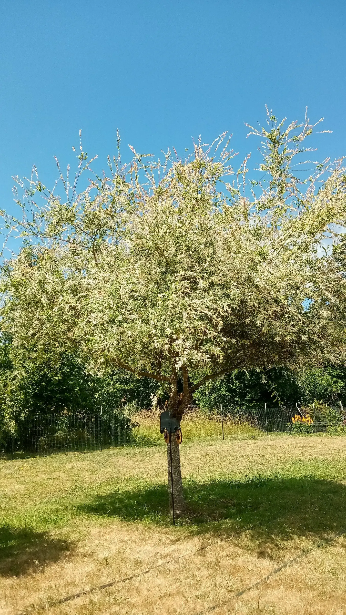 Dappled Willow (Salix Integra 'Hakuro-Nishiki') — Dappled Willows prefer a full sun to partial shade exposure in order to maintain their vibrant leaf coloration