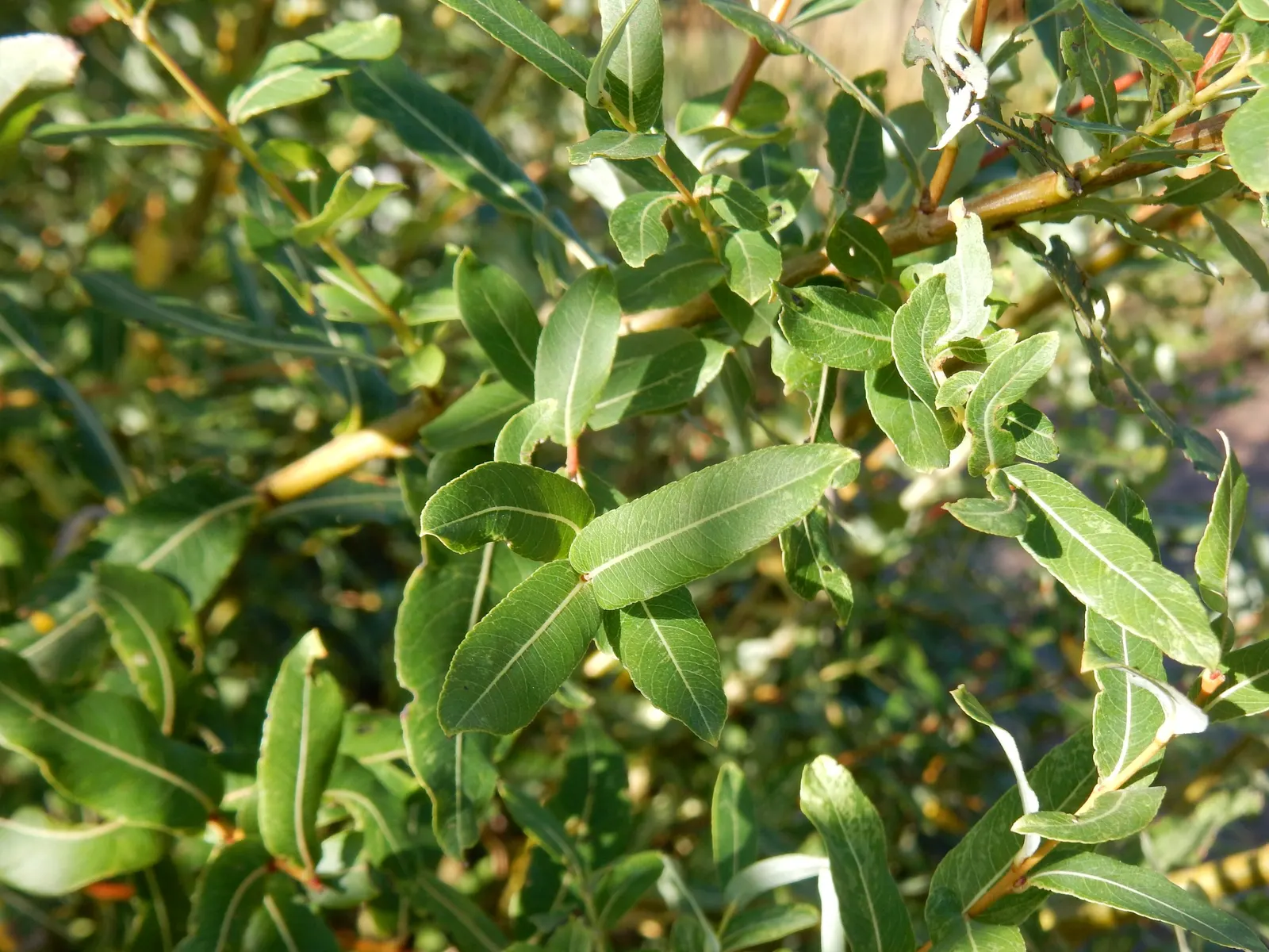 Dappled Willow (Salix Integra 'Hakuro-Nishiki') — deciduous shrub that features variegated leaves of pink; exhibiting a moderate to fast growth rate