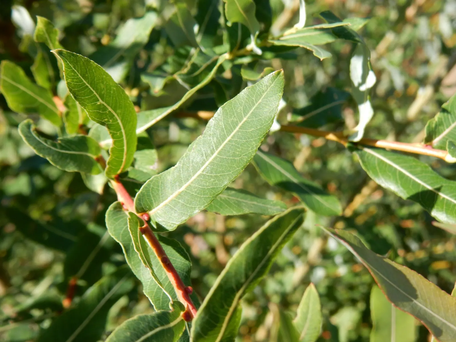Dappled Willow (Salix Integra 'Hakuro-Nishiki') — tree with violet blooms