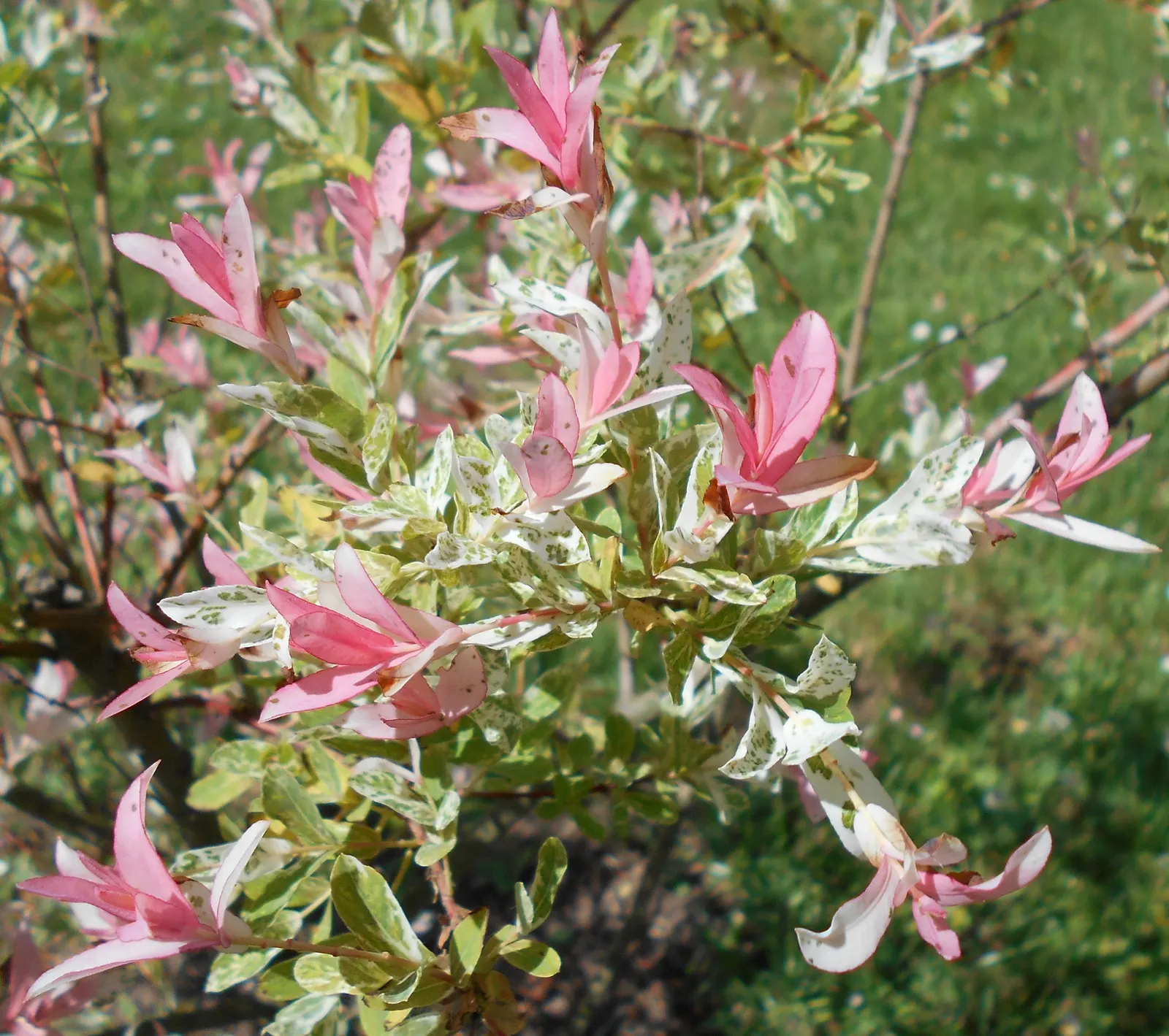 Dappled Willow (Salix Integra 'Hakuro-Nishiki') — boasting a medley of pink
