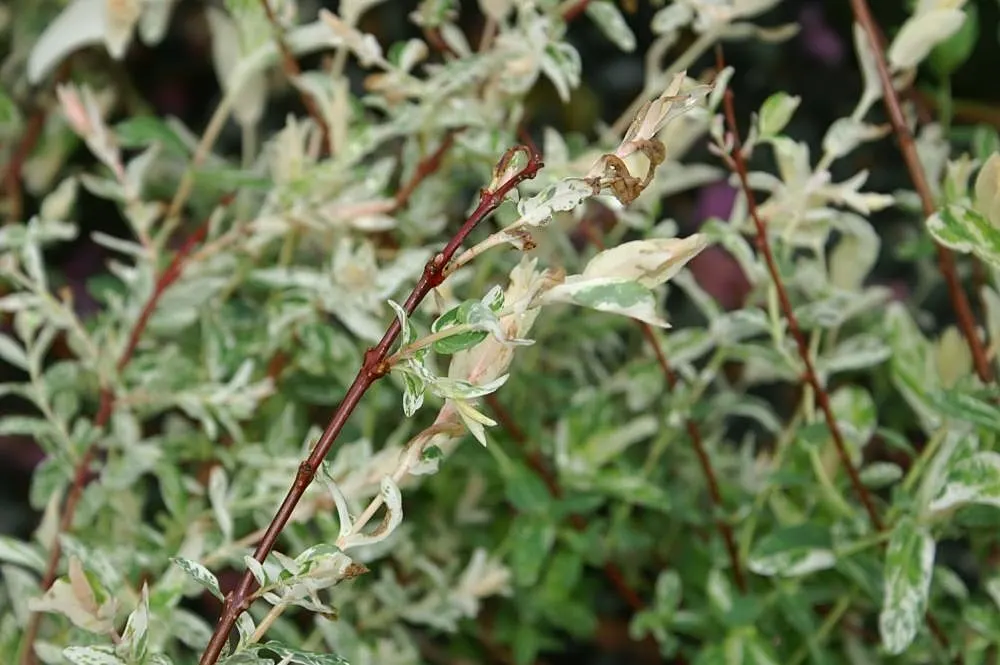 Dappled Willow (Salix Integra 'Hakuro-Nishiki') — <br><br>Hardy in zones 4 to 9, Salix integra 'Hakuro-Nishiki' generally requires minimal maintenance
