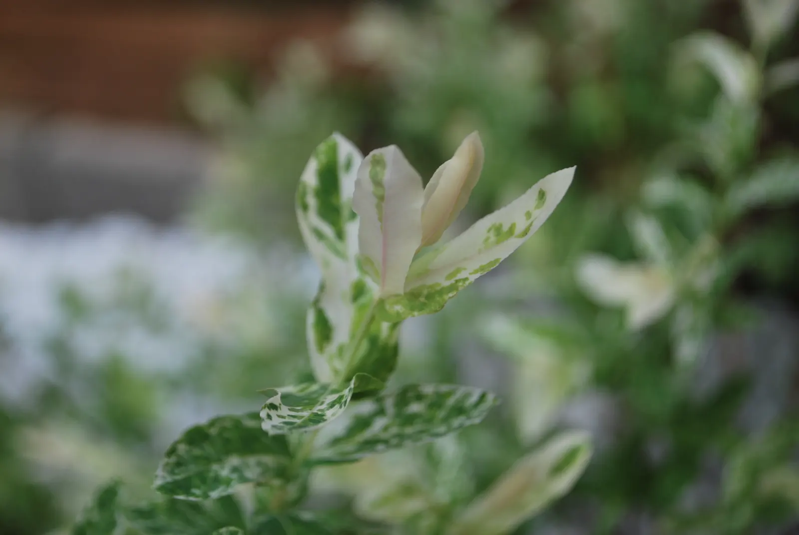 Dappled Willow (Salix Integra 'Hakuro-Nishiki') — or adding a splash of color near water features due to its water-loving nature; regular pruning in late