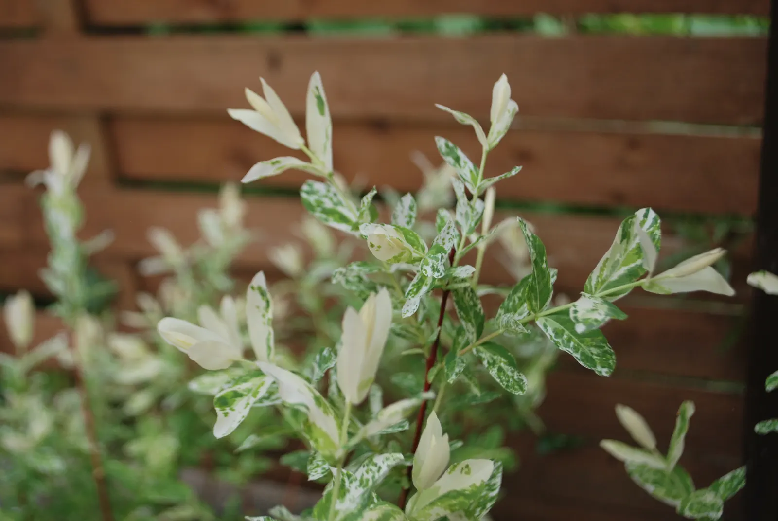 Dappled Willow (Salix Integra 'Hakuro-Nishiki') — It is also ideal for mass planting