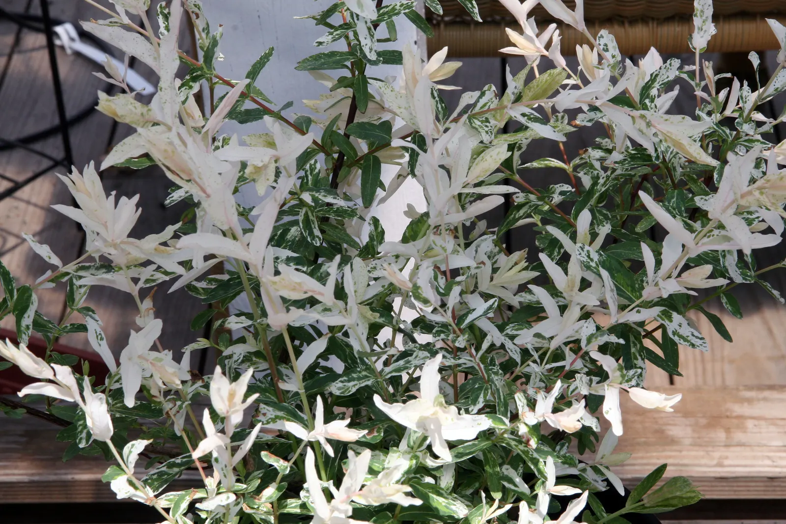 Dappled Willow (Salix Integra 'Hakuro-Nishiki') — ornamental shrub that can introduce a striking visual interest to any garden or landscape design