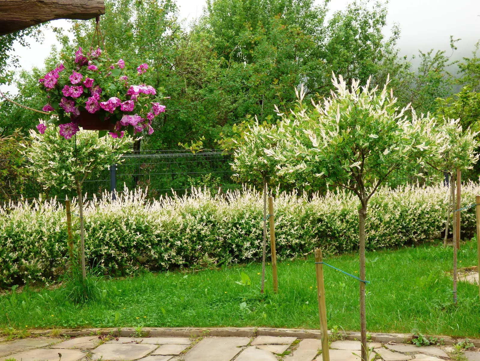 Dappled Willow (Salix Integra 'Hakuro-Nishiki') — is highly celebrated for its variegated foliage