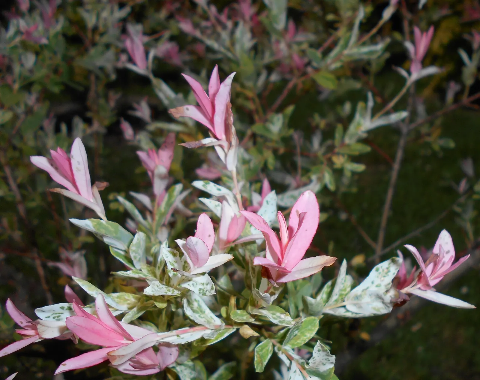 Dappled Willow (Salix Integra 'Hakuro-Nishiki') — violet flowers in the garden; deciduous shrub that features variegated leaves of pink