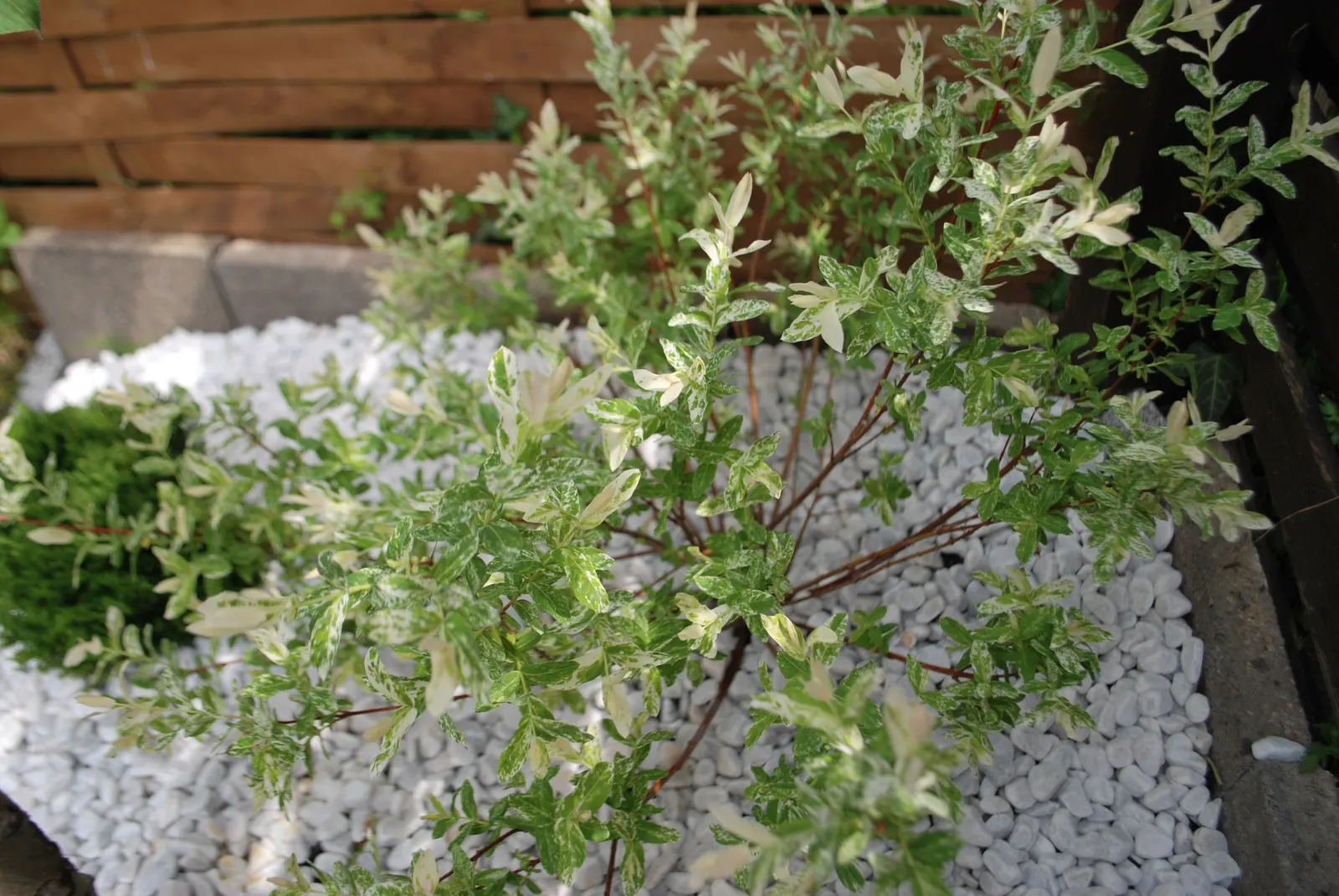 Dappled Willow (Salix Integra 'Hakuro-Nishiki') — <br><br>Growing to an average height of 4 to 6 feet with a similar spread