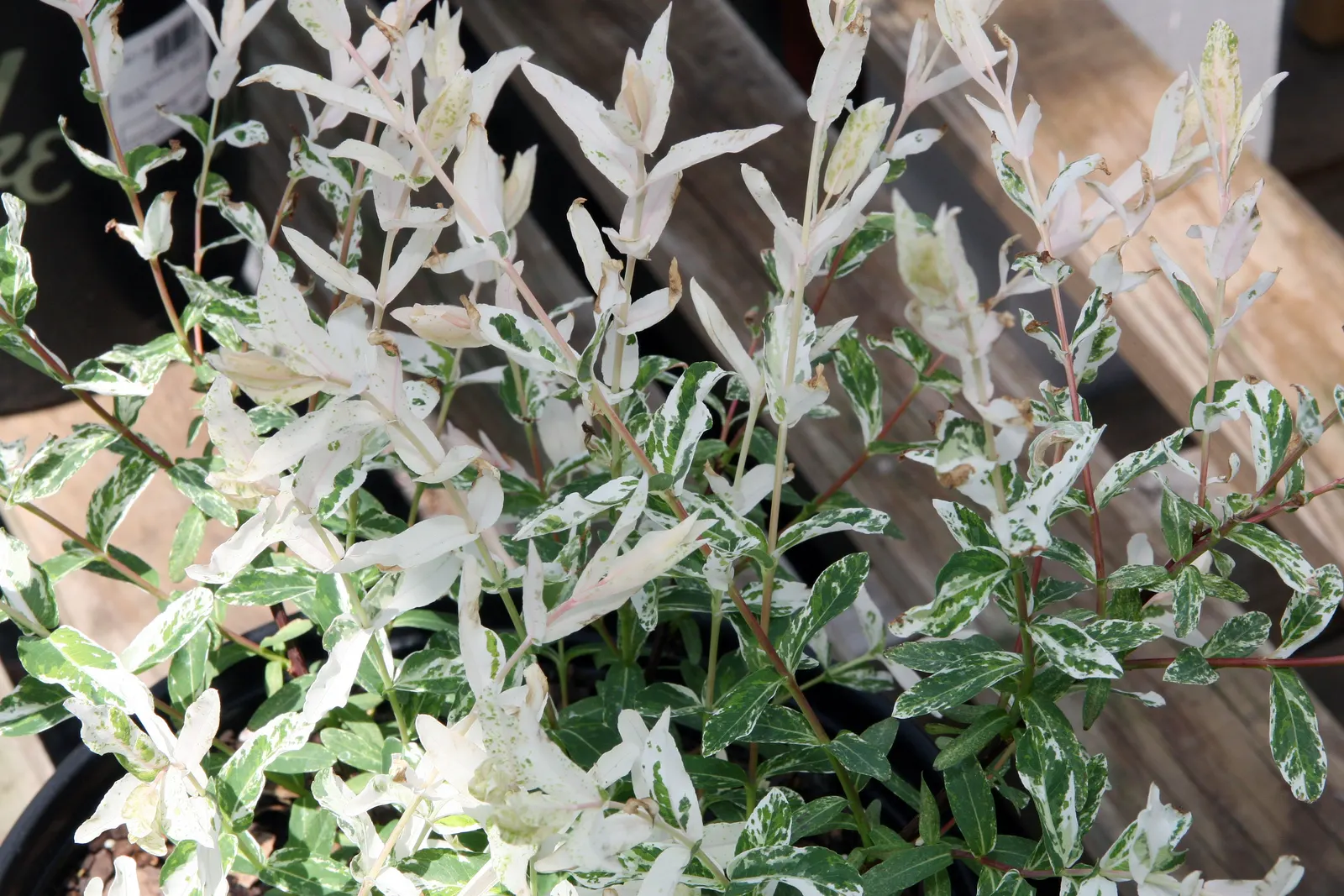 Dappled Willow (Salix Integra 'Hakuro-Nishiki') — which originates from Japan and Korea; to encourage a more vivid leaf color and control its shape