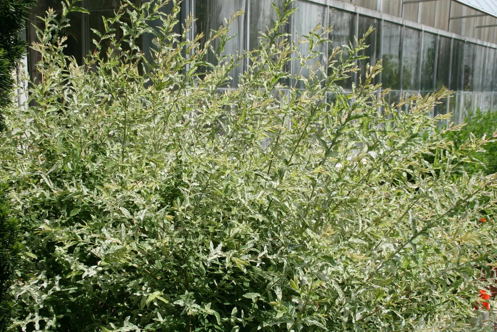 Dappled Willow (Salix Integra 'Hakuro-Nishiki') — regular pruning in late winter or early spring is beneficial