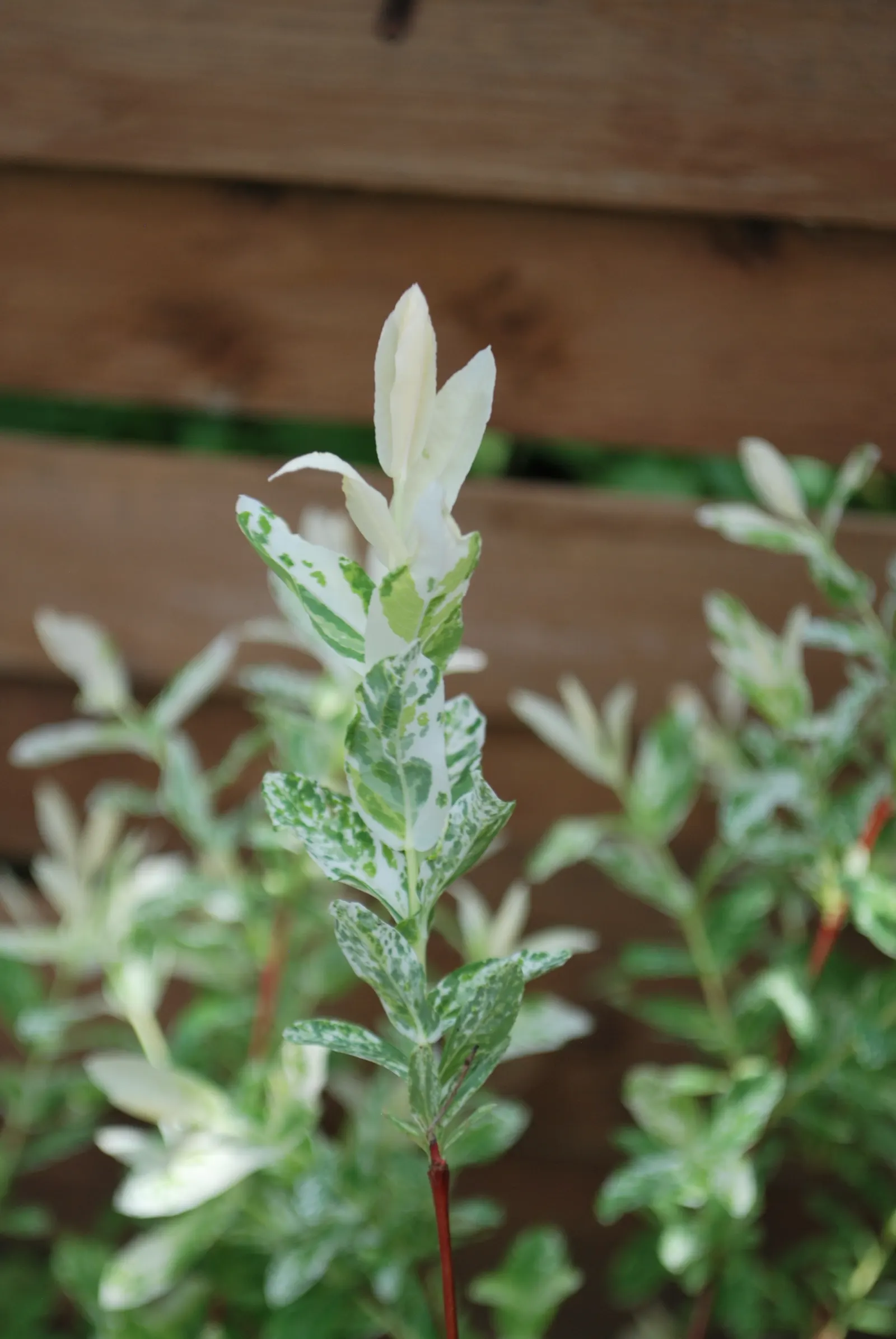 Dappled Willow (Salix Integra 'Hakuro-Nishiki') — exhibiting a moderate to fast growth rate; violet flowers in the garden