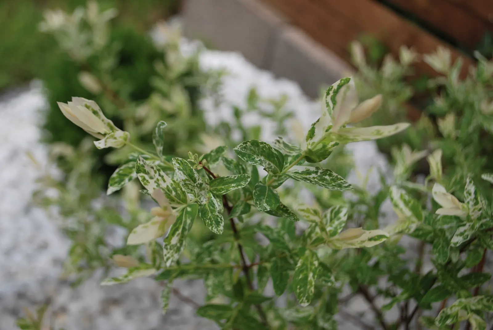 Dappled Willow (Salix Integra 'Hakuro-Nishiki') — boasting a medley of pink; <br><br>Growing to an average height of 4 to 6 feet with a similar spread
