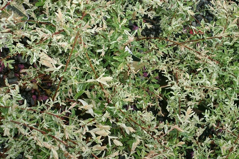 Dappled Willow (Salix Integra 'Hakuro-Nishiki') — The Dappled Willow or Salix integra 'Hakuro-Nishiki' is a striking; ornamental shrub that can introduce a
