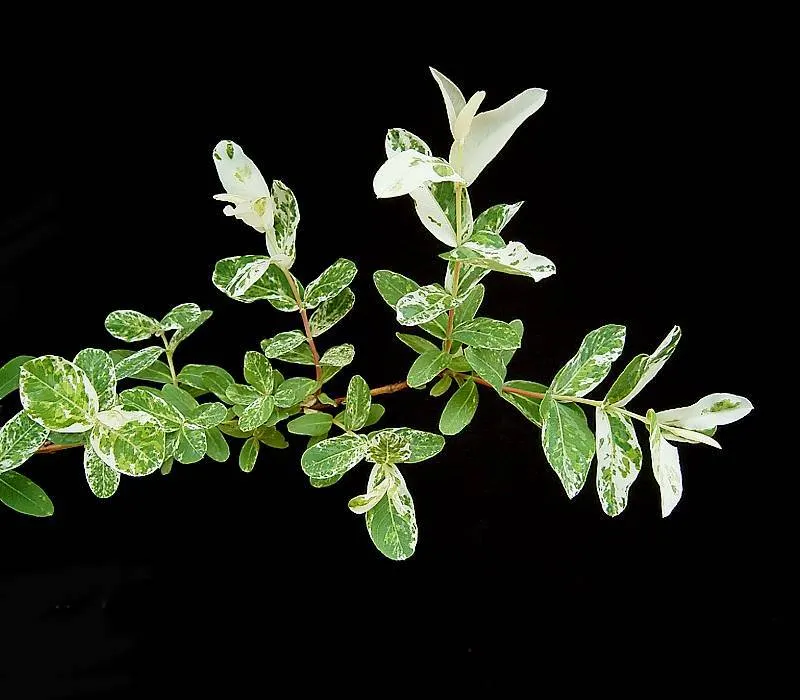 Dappled Willow (Salix Integra 'Hakuro-Nishiki') — <br><br>Growing to an average height of 4 to 6 feet with a similar spread; it is also ideal for mass planting