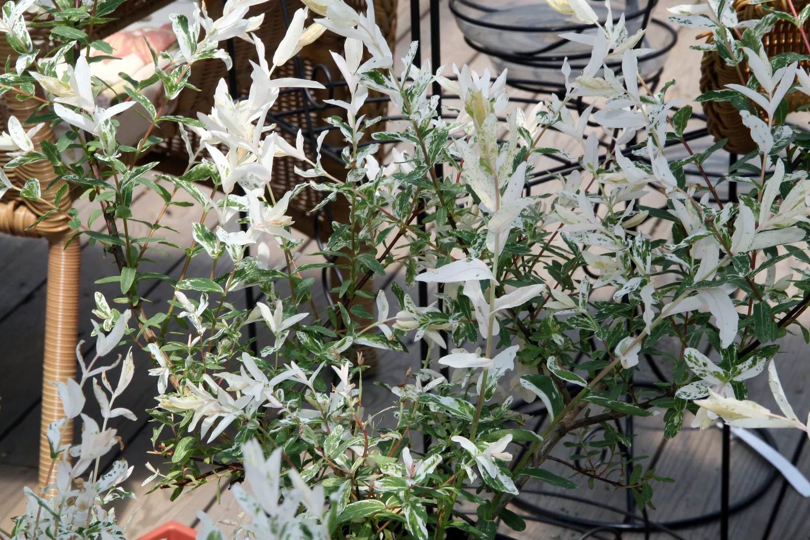 Dappled Willow (Salix Integra 'Hakuro-Nishiki') — is highly celebrated for its variegated foliage; the Dappled Willow or Salix integra 'Hakuro-Nishiki' is a